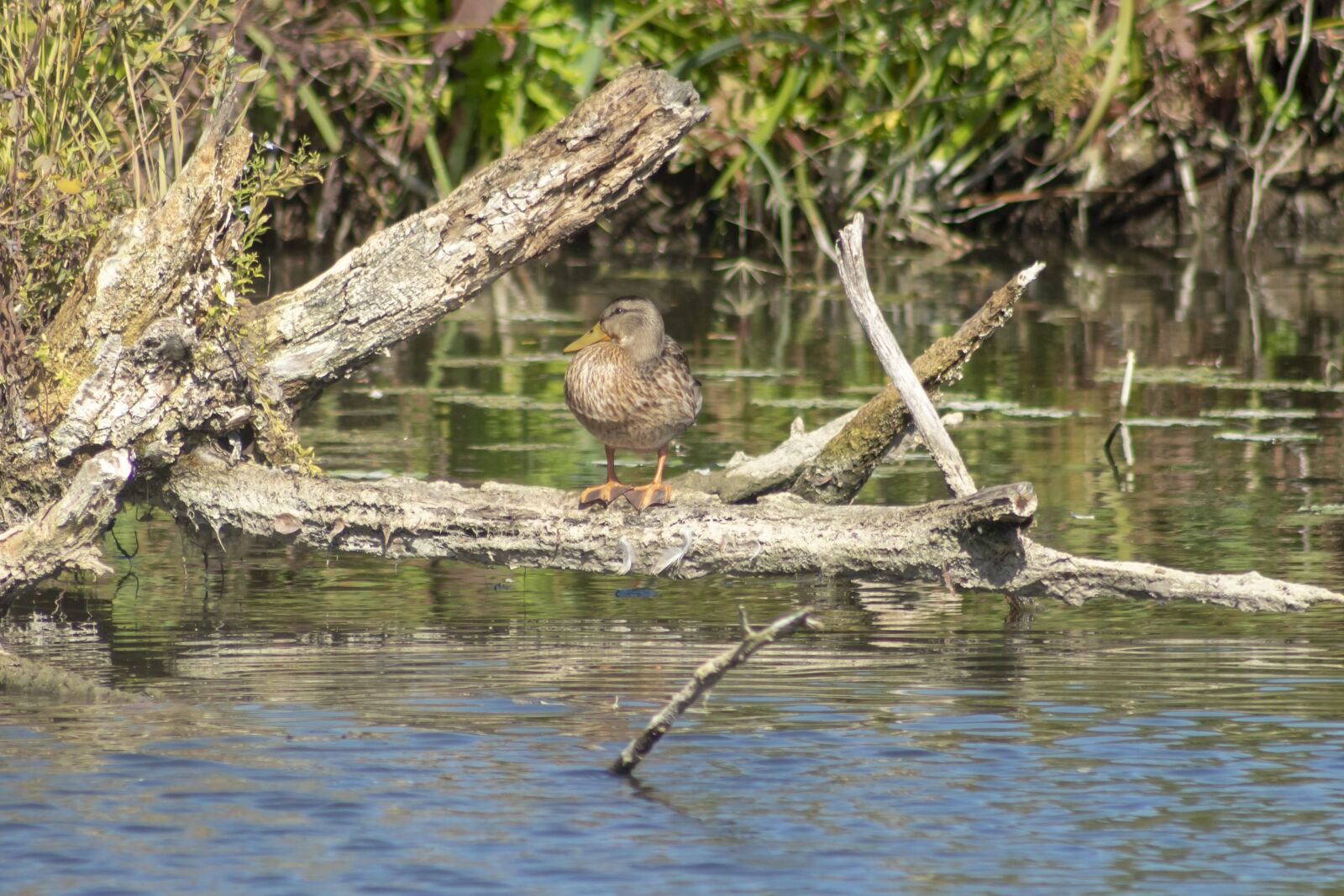 Canon EF75-300mm f/4-5.6 sample photo. Duck, wild ducks, teal photography