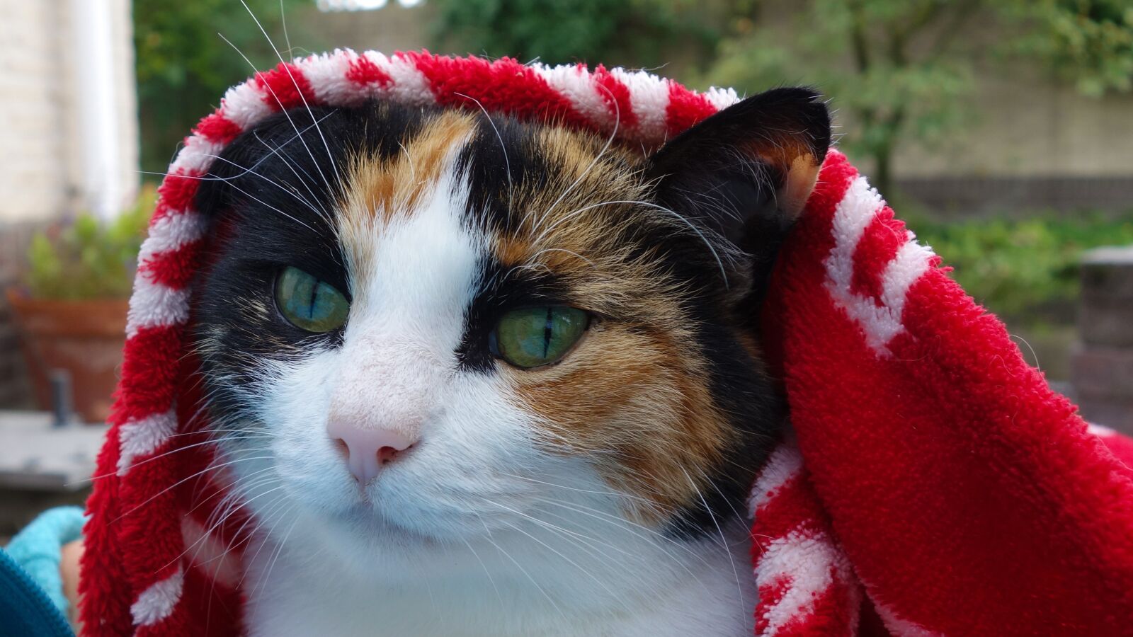Sony Cyber-shot DSC-RX100 sample photo. Cat, lapjeskat, cats photography