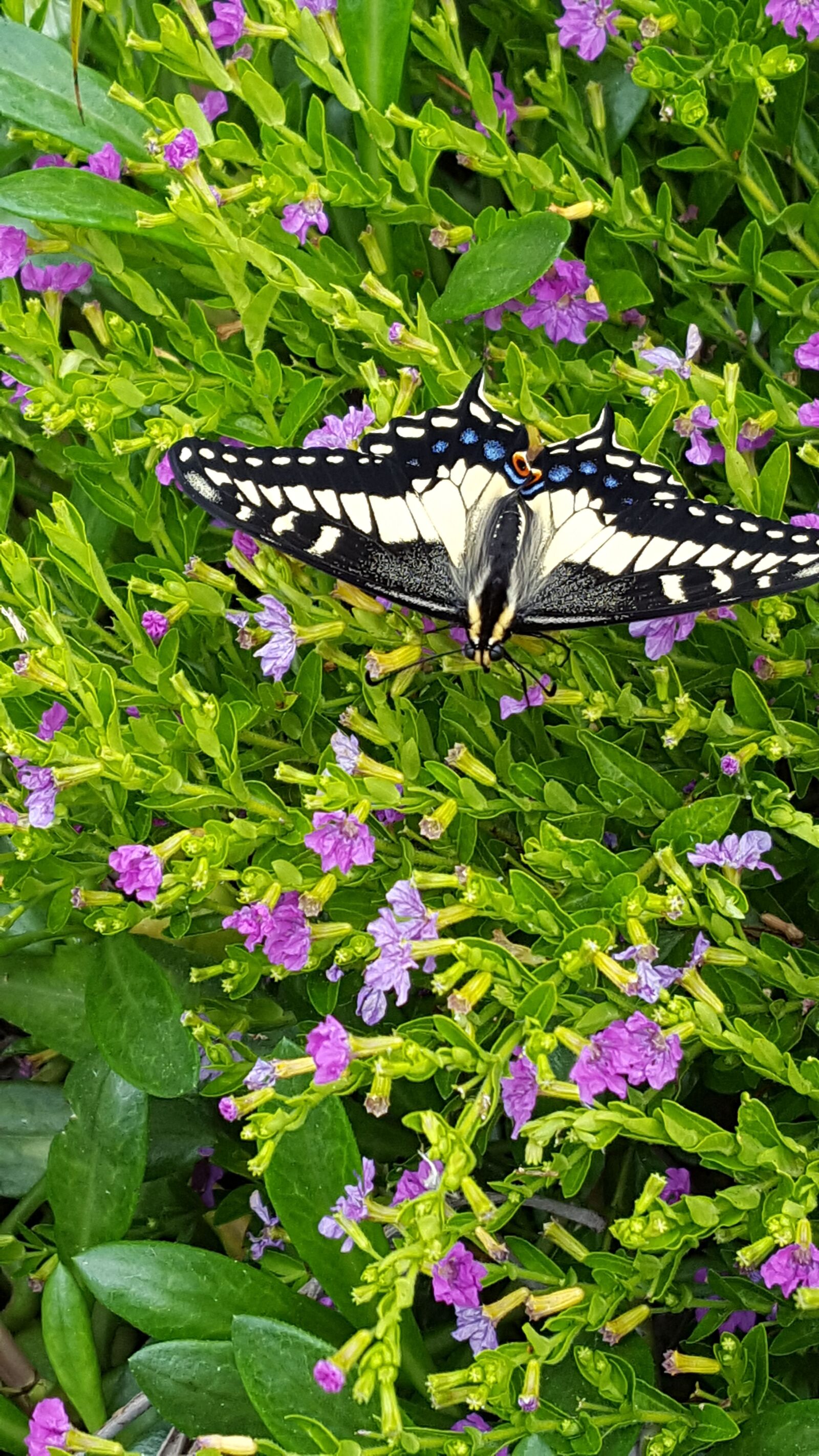 Samsung Galaxy S6 sample photo. Black, swallowtail, butterfly photography