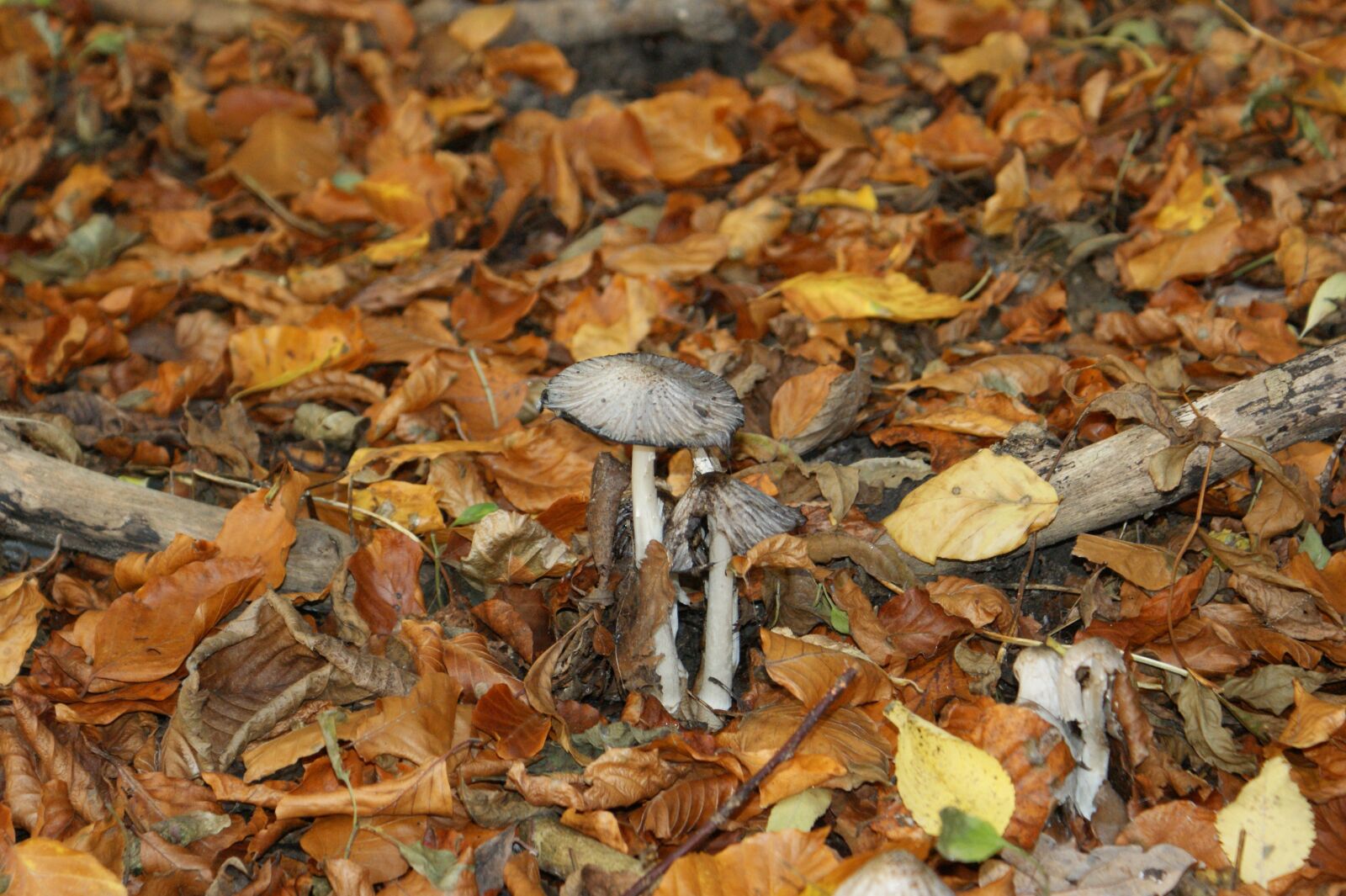 Sony Alpha DSLR-A350 sample photo. Mushrooms, picnic, natural photography