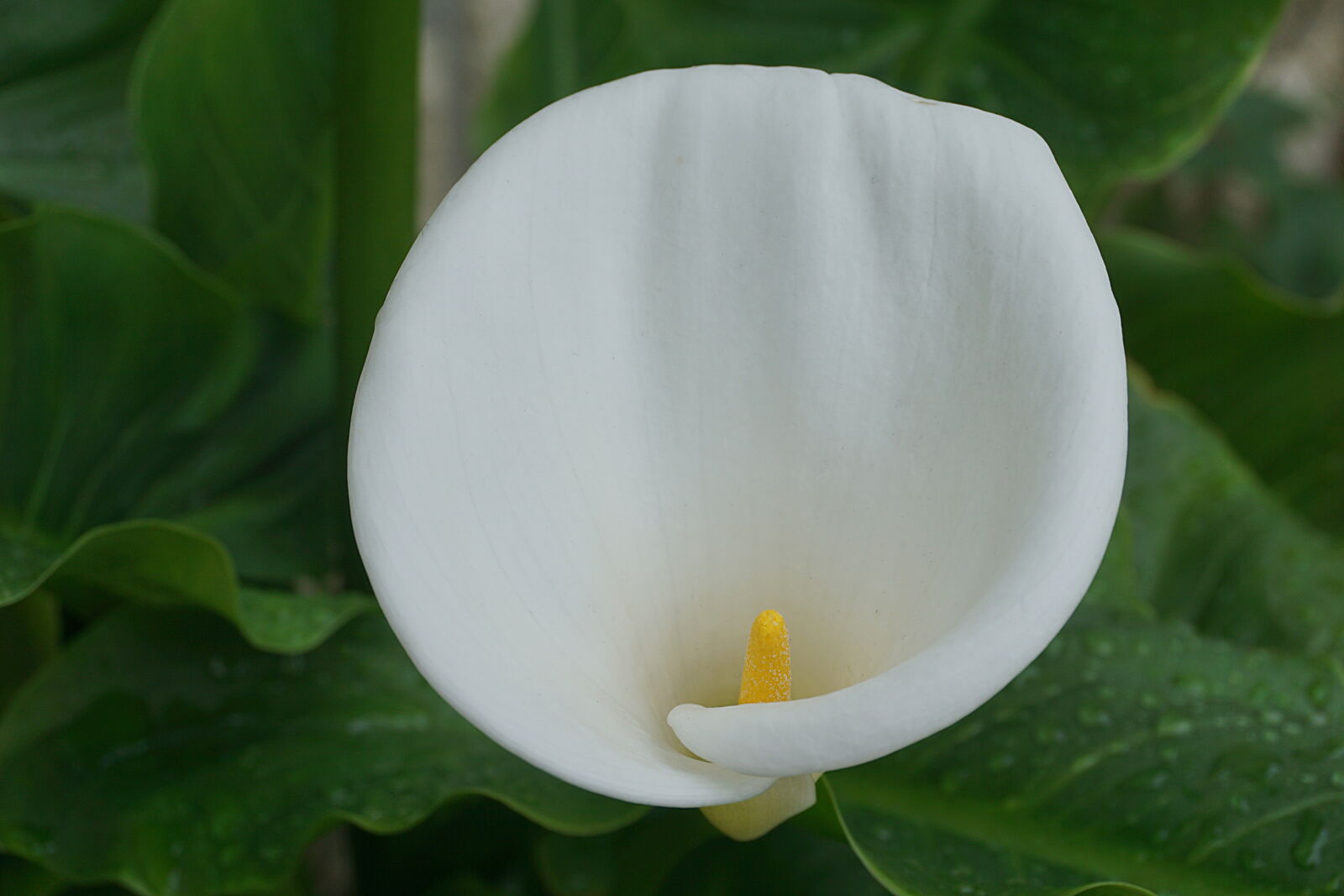 Sony a6000 sample photo. Arum, blanc, botanique, fleur photography