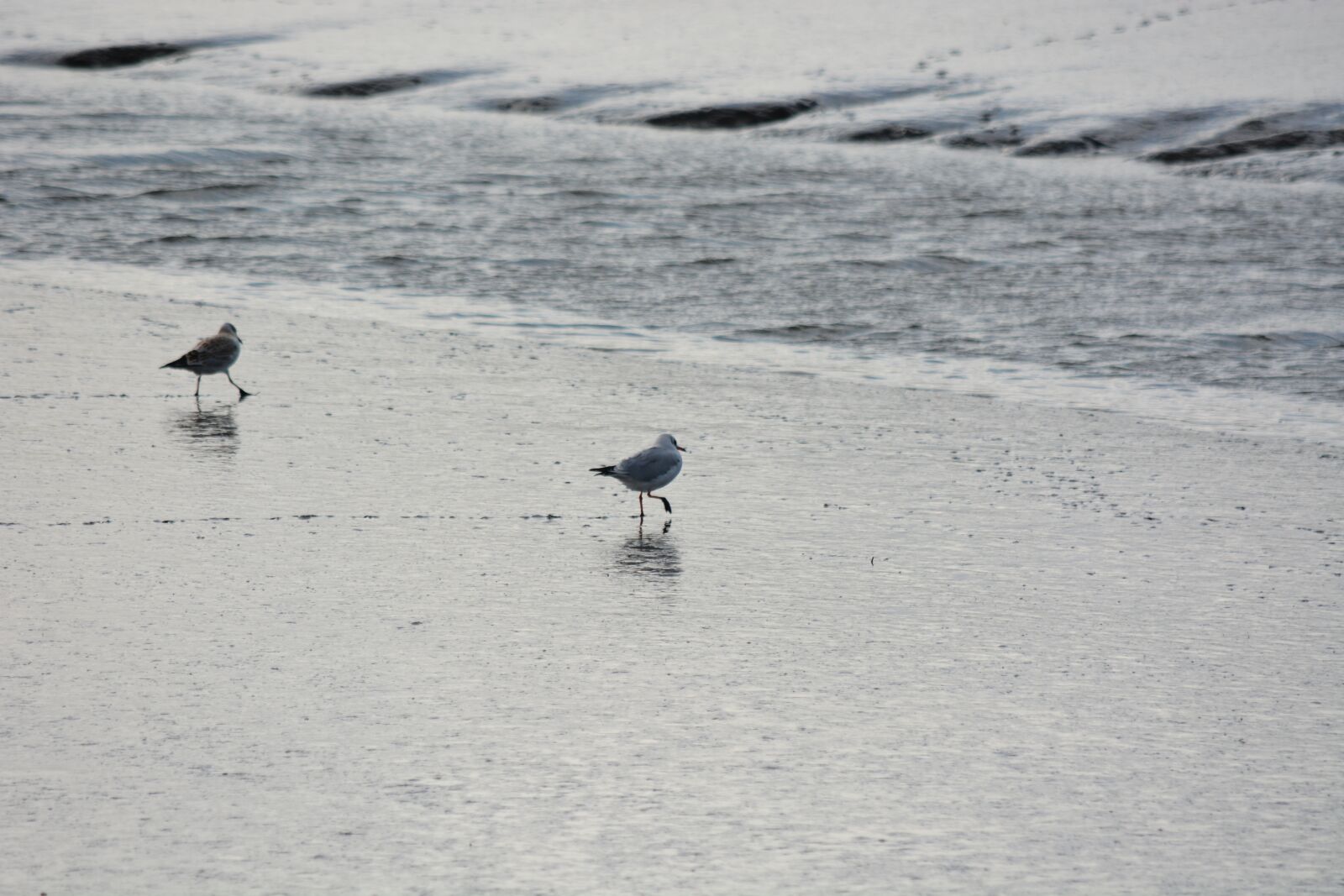 Nikon D7100 sample photo. Animal, seagull, bird photography