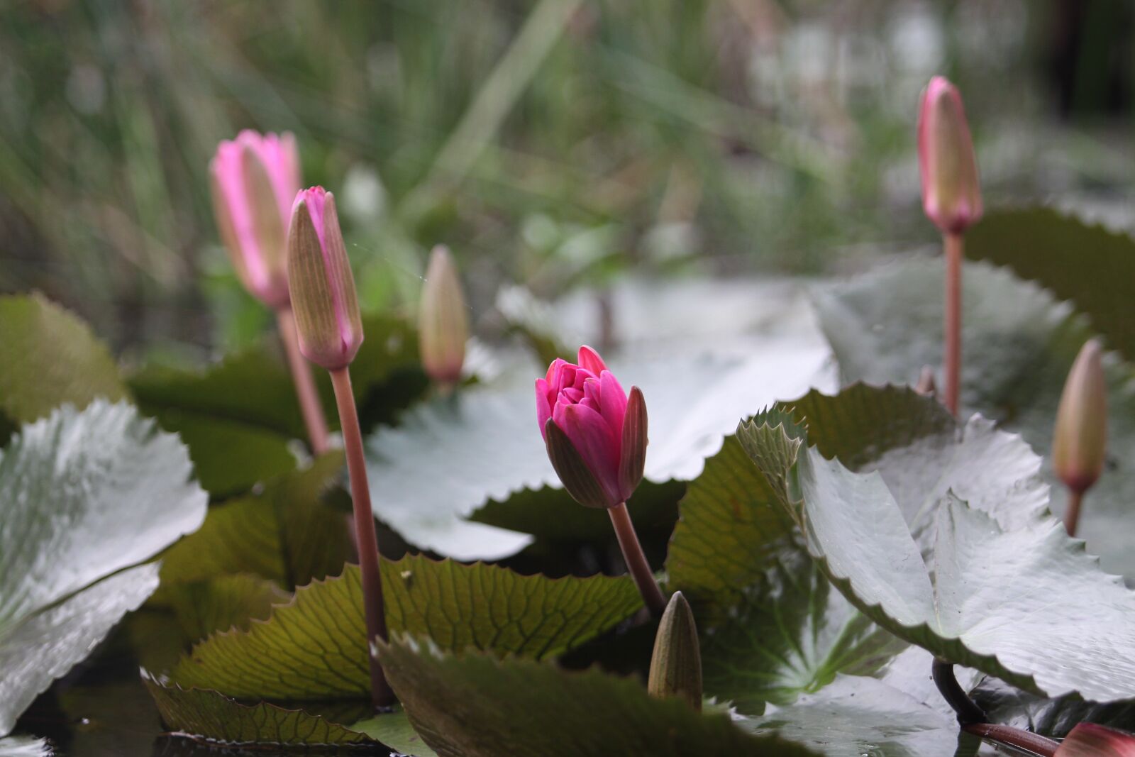 Canon EOS 50D sample photo. Lotus, flower, nature photography