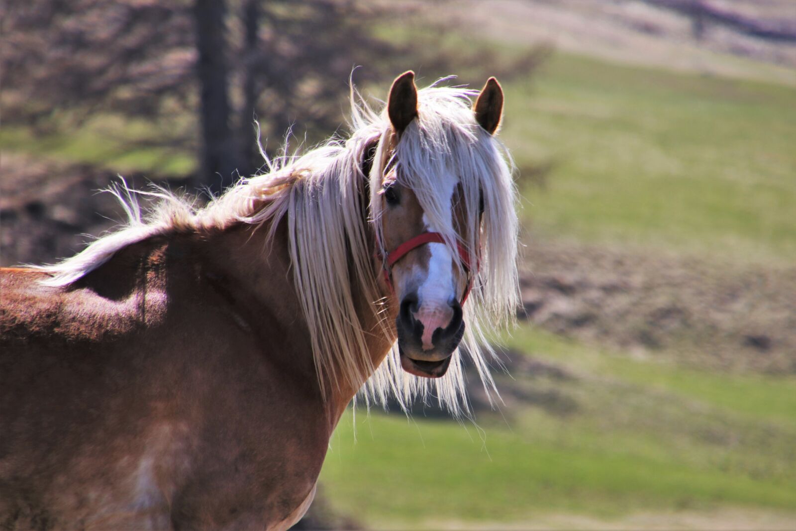 Canon EOS 80D sample photo. Horses, meadows, the mane photography