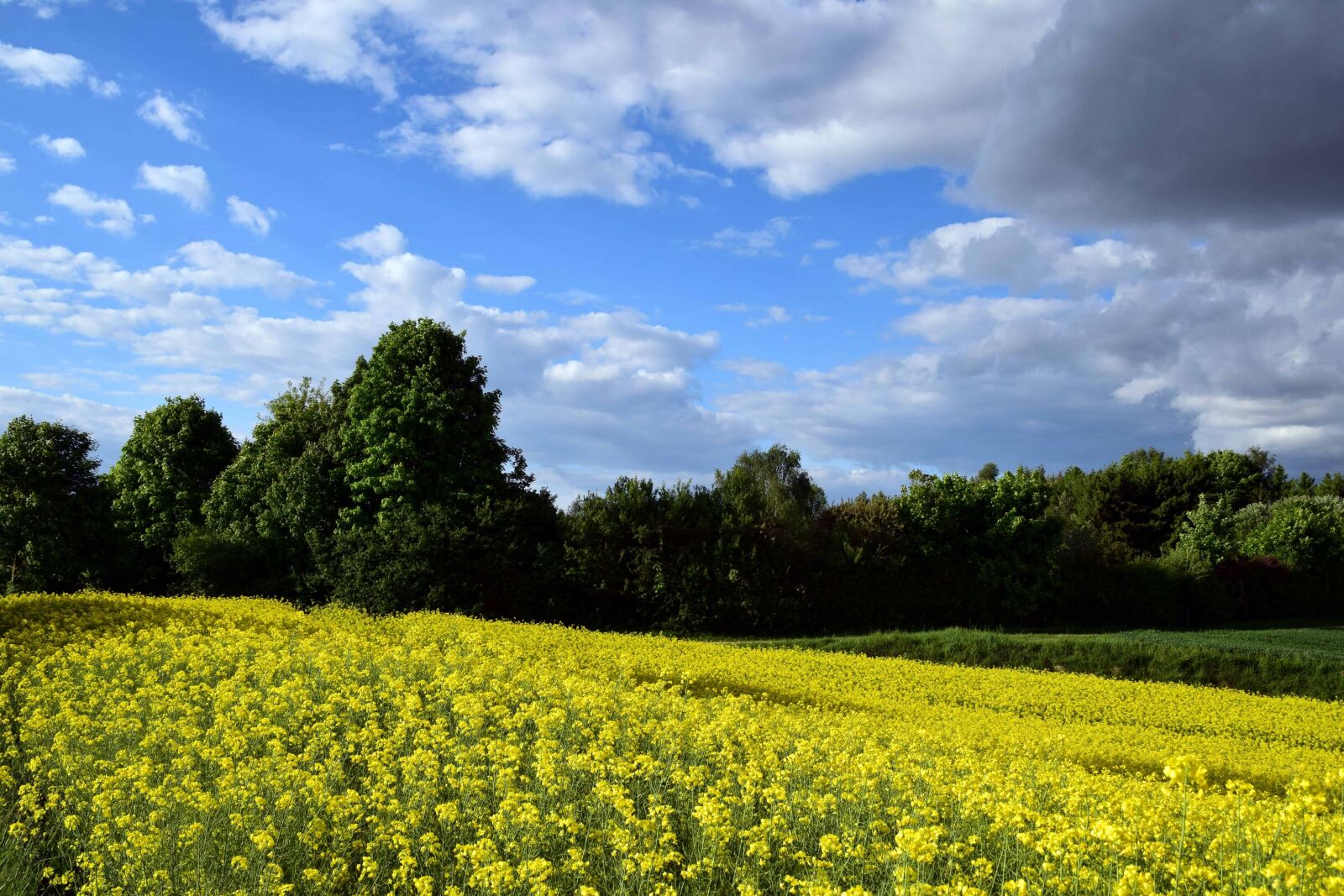 Nikon D3300 sample photo. Agriculture, landscape, flower, nature photography