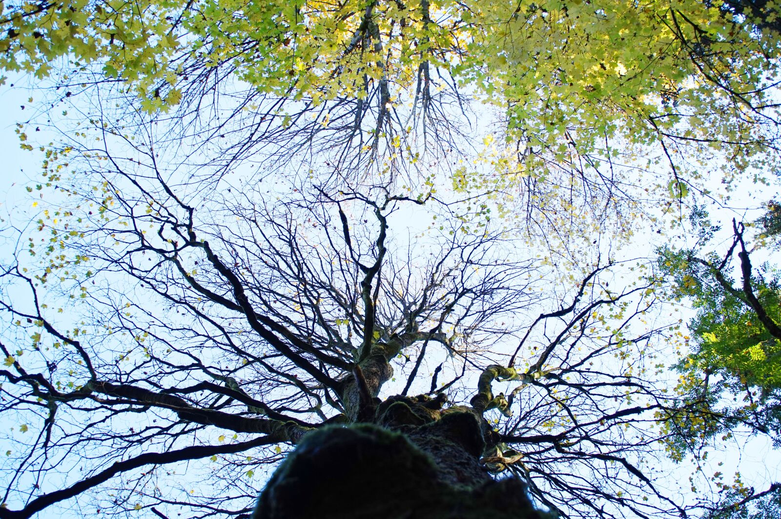 Sony Alpha a5000 (ILCE 5000) sample photo. Sky, tree, aesthetic photography