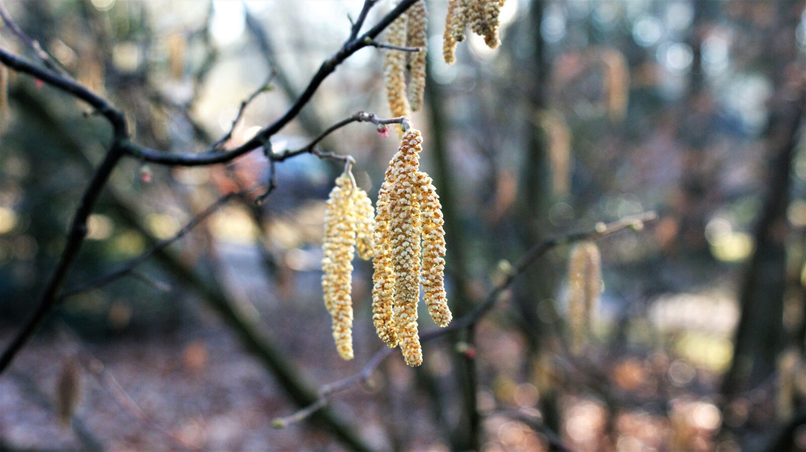 Sony Alpha DSLR-A350 sample photo. Branch, hazel, winter photography