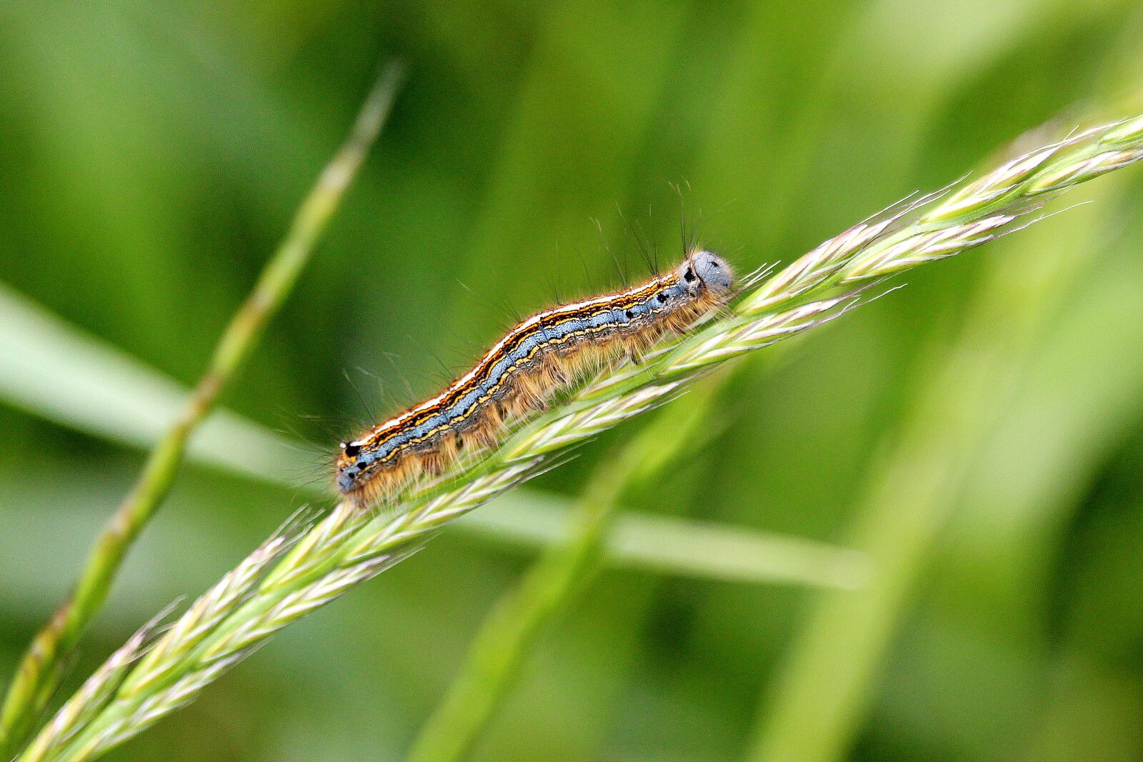 Canon EF-S 55-250mm F4-5.6 IS STM sample photo. Caterpillar, colorful, field photography
