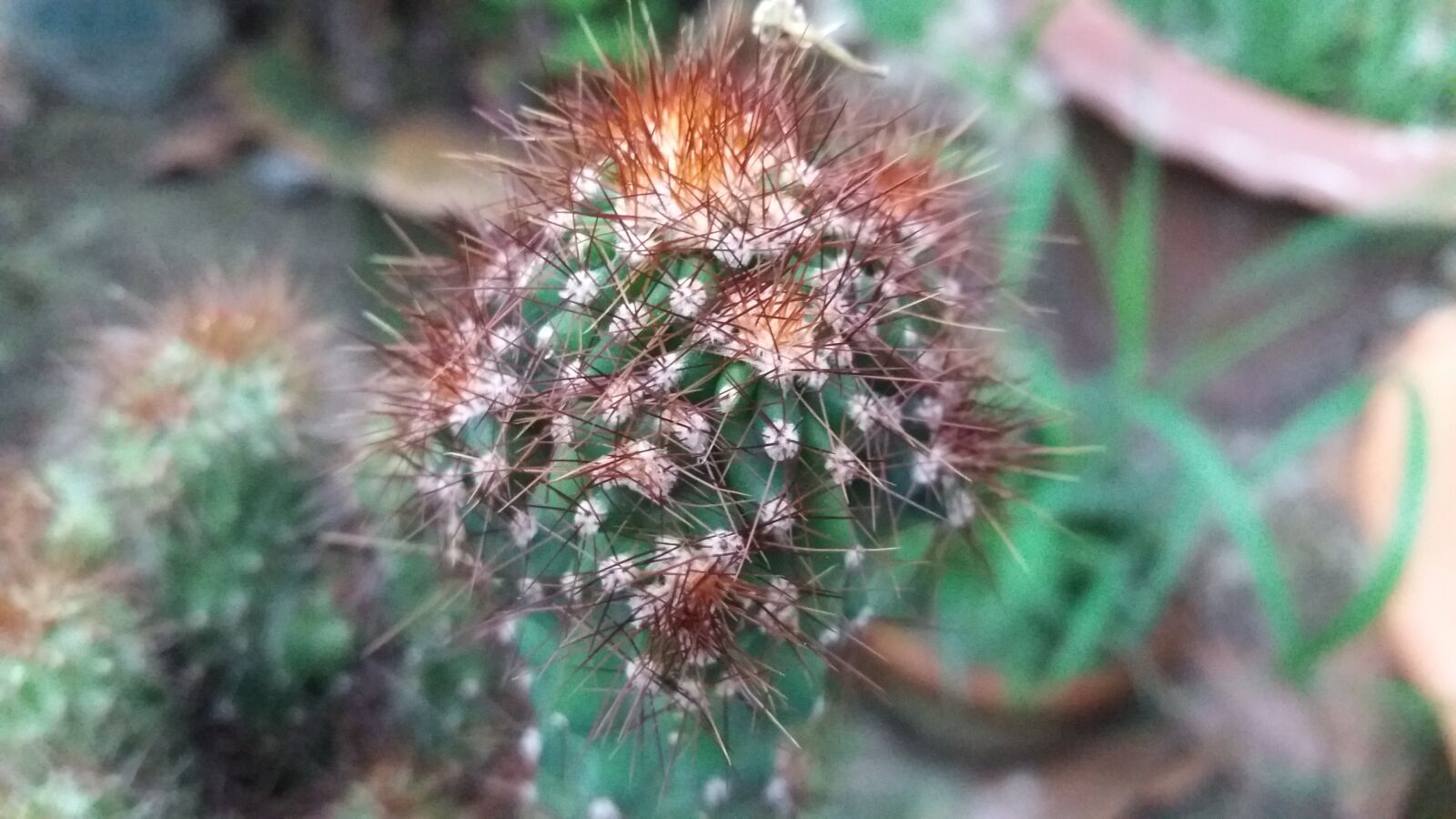 Samsung Galaxy J5 sample photo. Cactus, green, green cactus photography