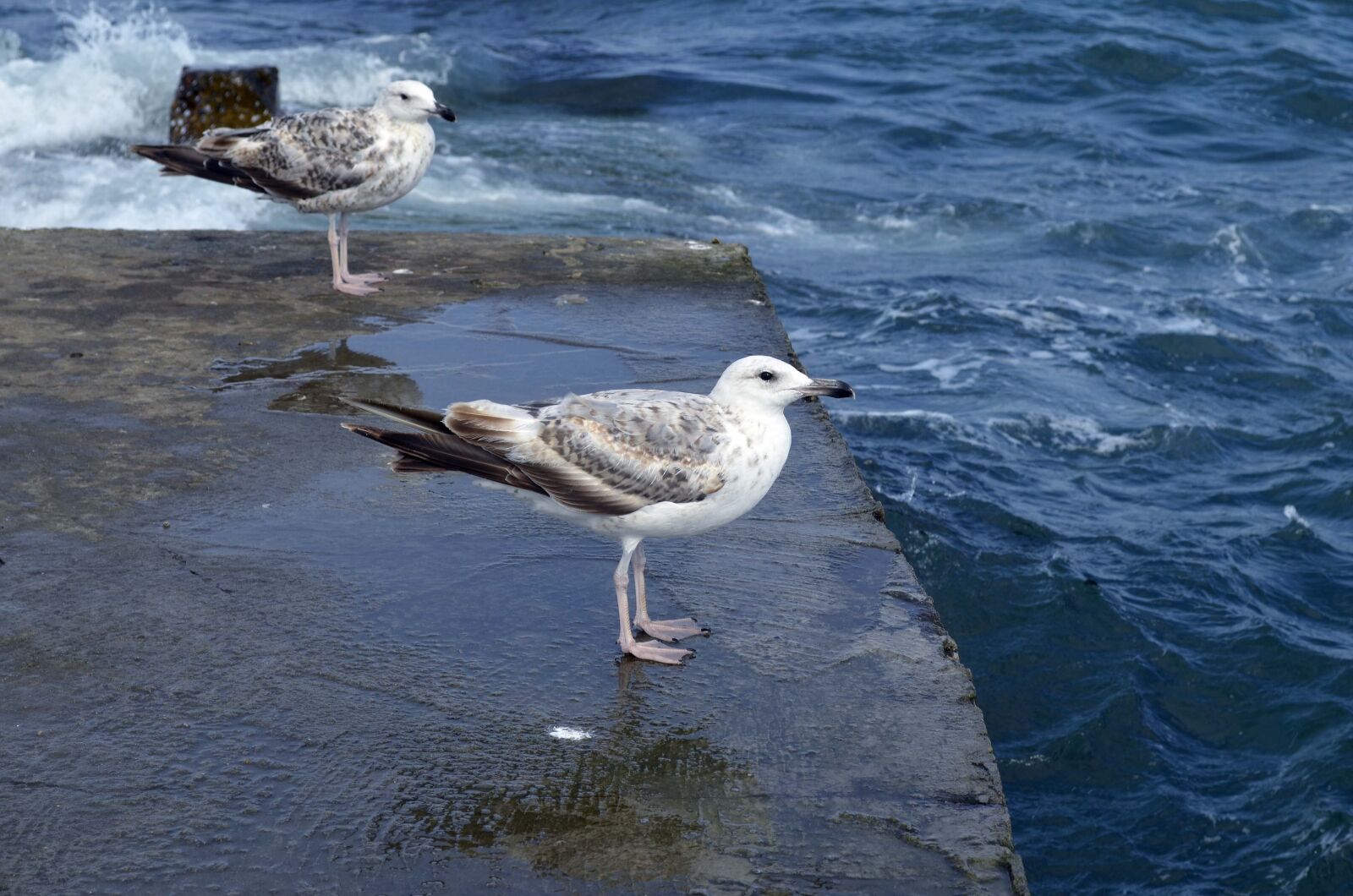 Nikon D5100 sample photo. Seagull, pier, wave photography