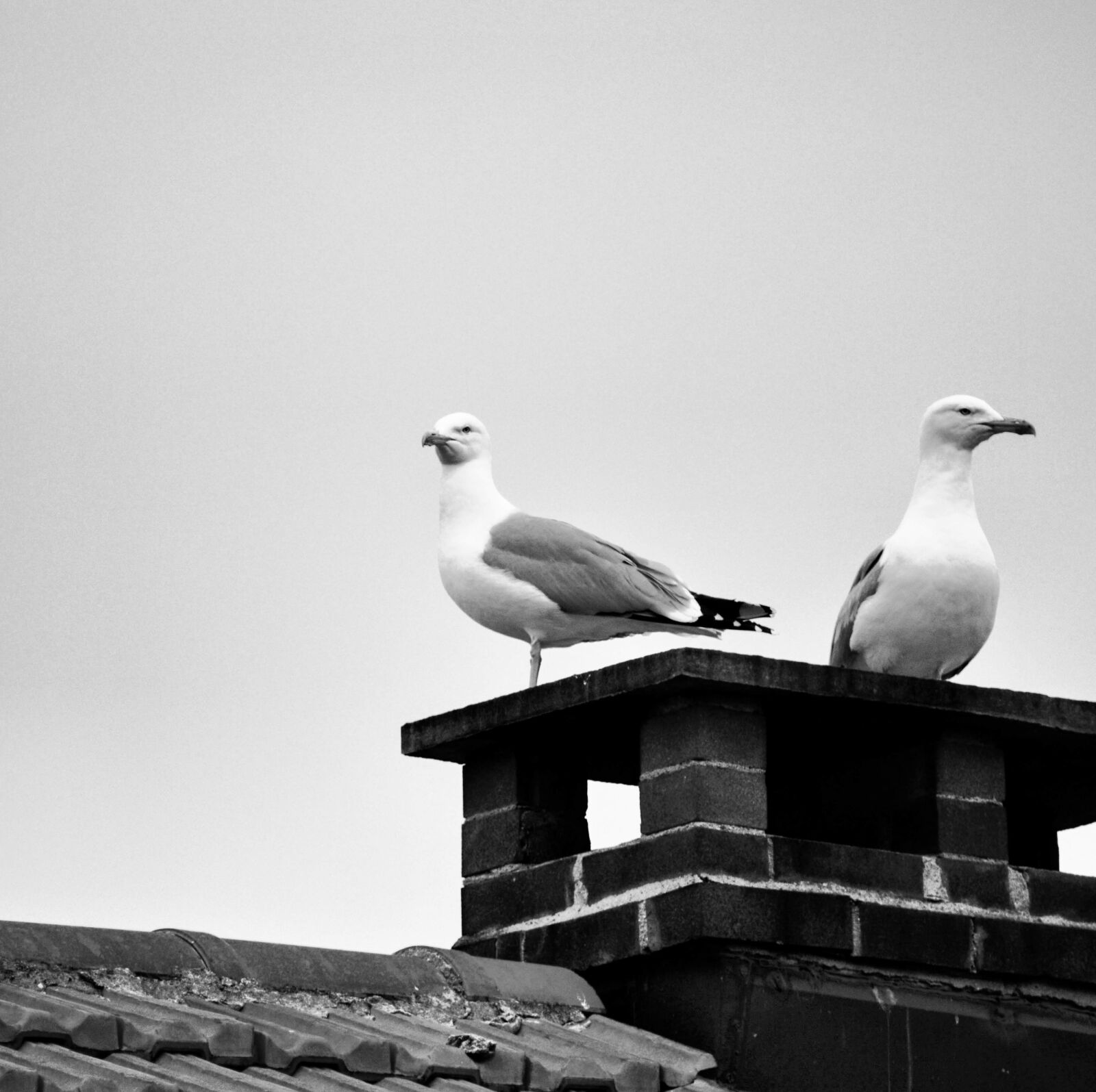 Nikon D3200 sample photo. Seagulls, torino, roofs photography