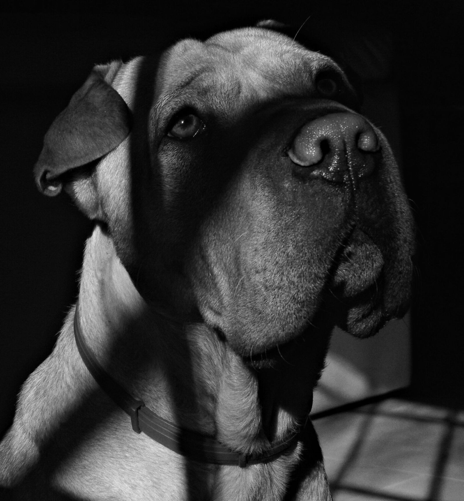 Sony Cyber-shot DSC-H300 sample photo. Dog, pet, profile dog photography