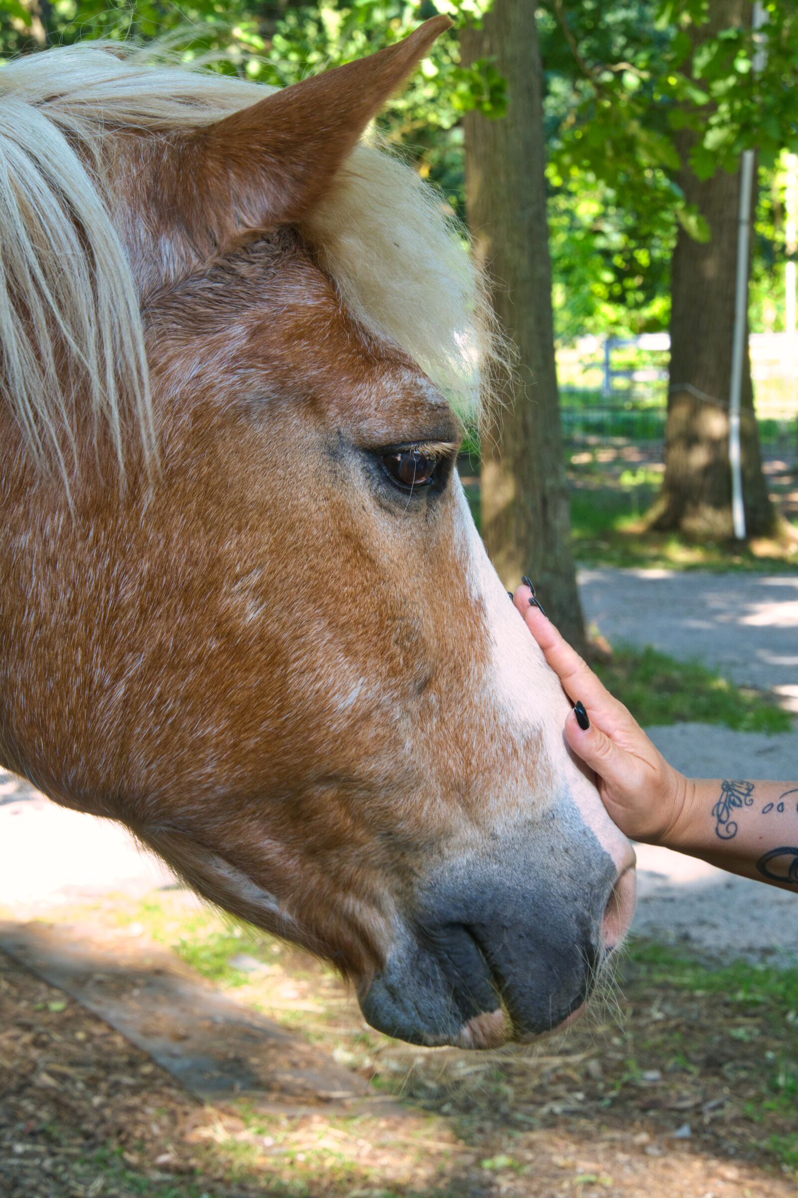 Sony a6400 sample photo. Horse, hand, stroke photography
