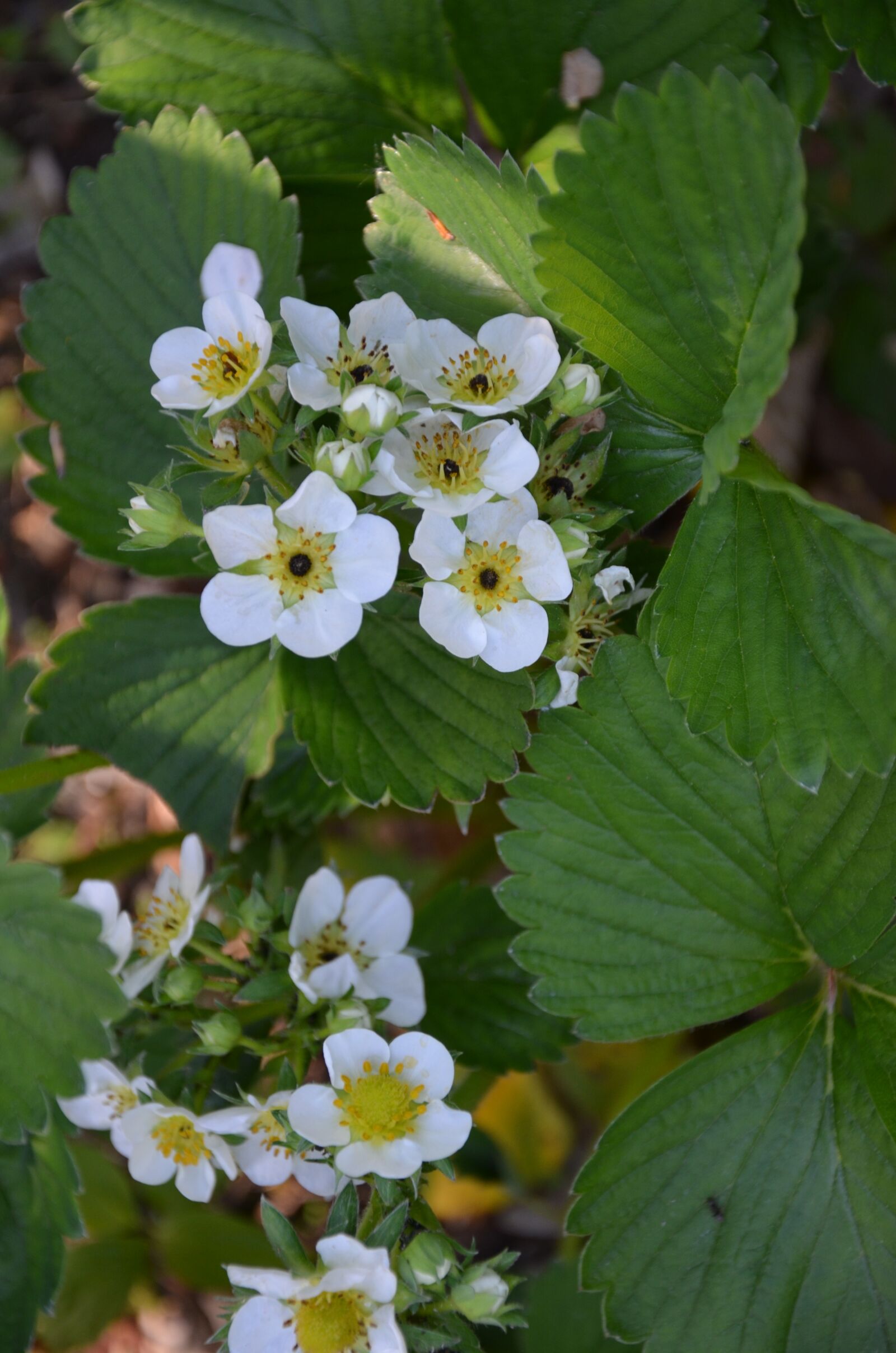Nikon D5100 sample photo. Strawberry flowers, plant, green photography