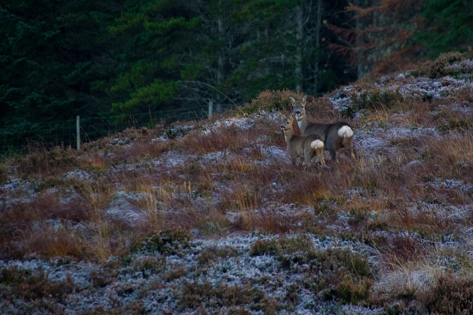 Pentax K-70 sample photo. Deer, kitz, ricke photography