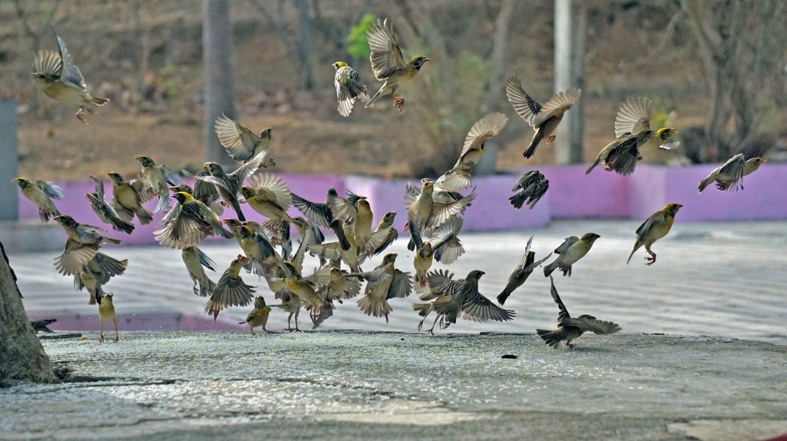 Sony a6000 sample photo. Home, sparrow, bharat photography