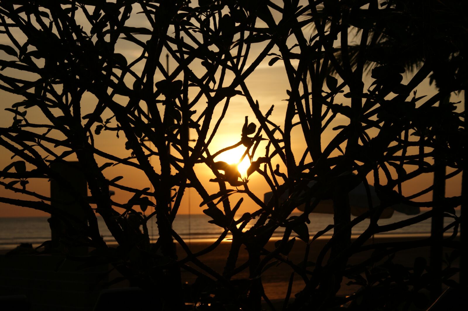 Sony Alpha DSLR-A350 sample photo. Tree, silhouette, sunset photography