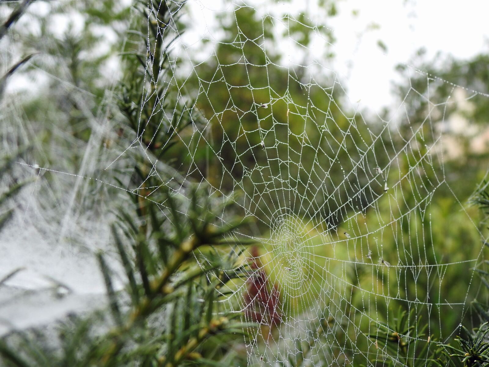 Nikon Coolpix P900 sample photo. Canvas, spider, insect photography