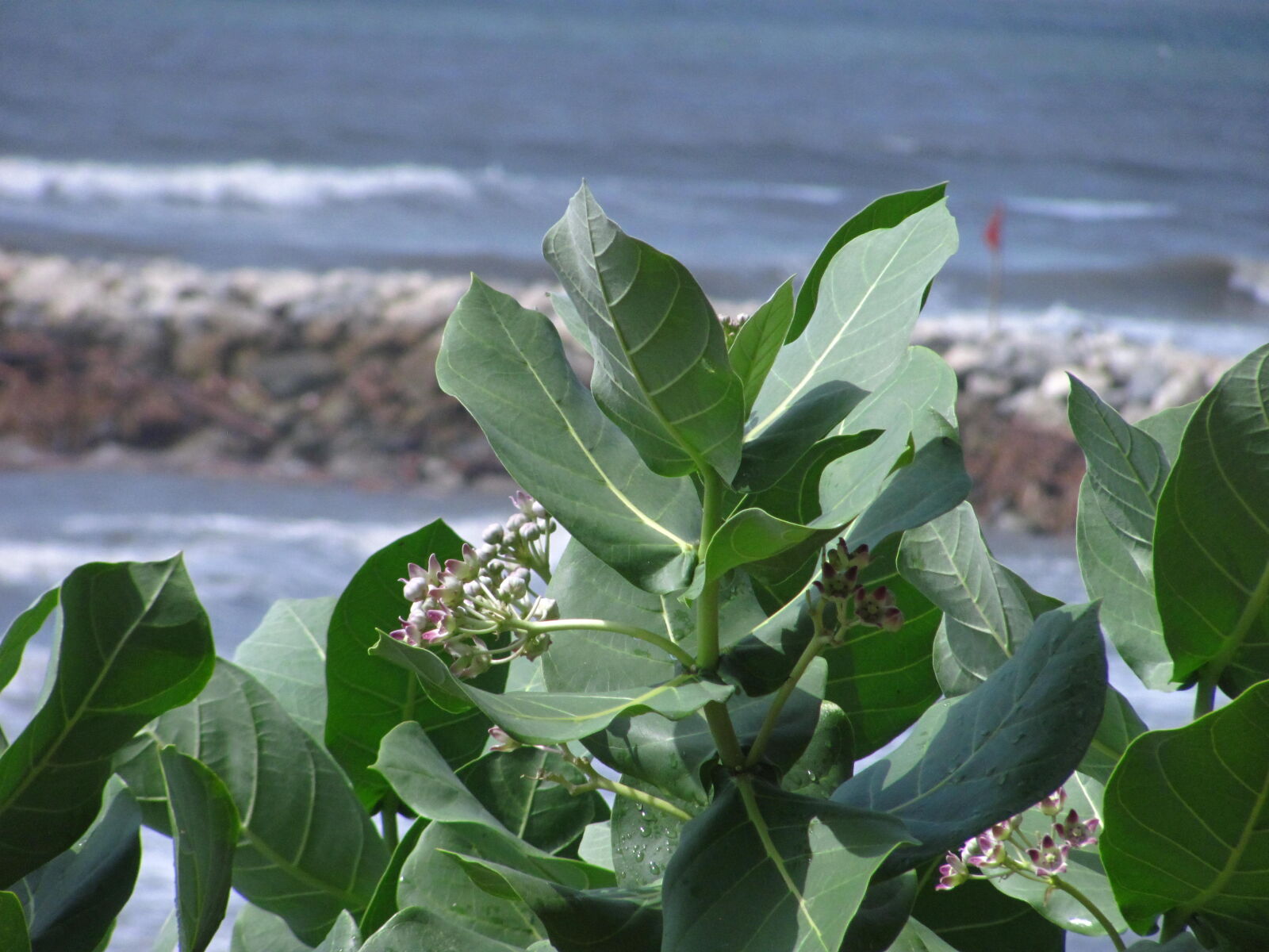 Canon PowerShot SX120 IS sample photo