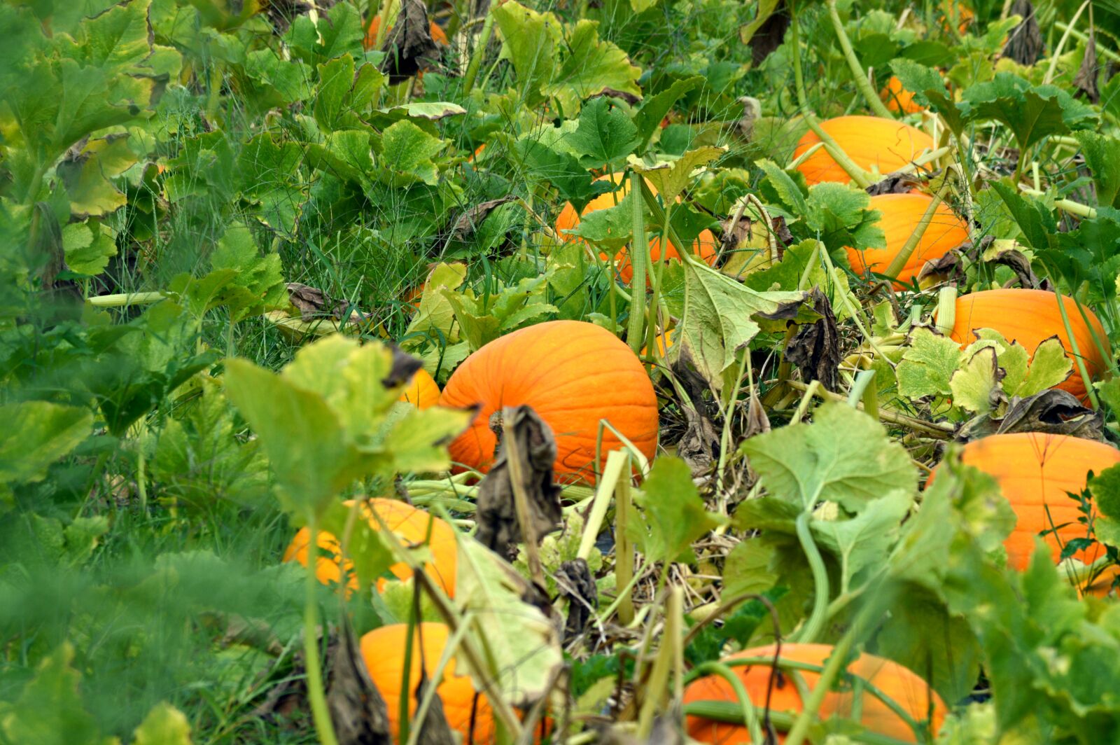 Nikon D3200 sample photo. Pumpkin, autumn photography