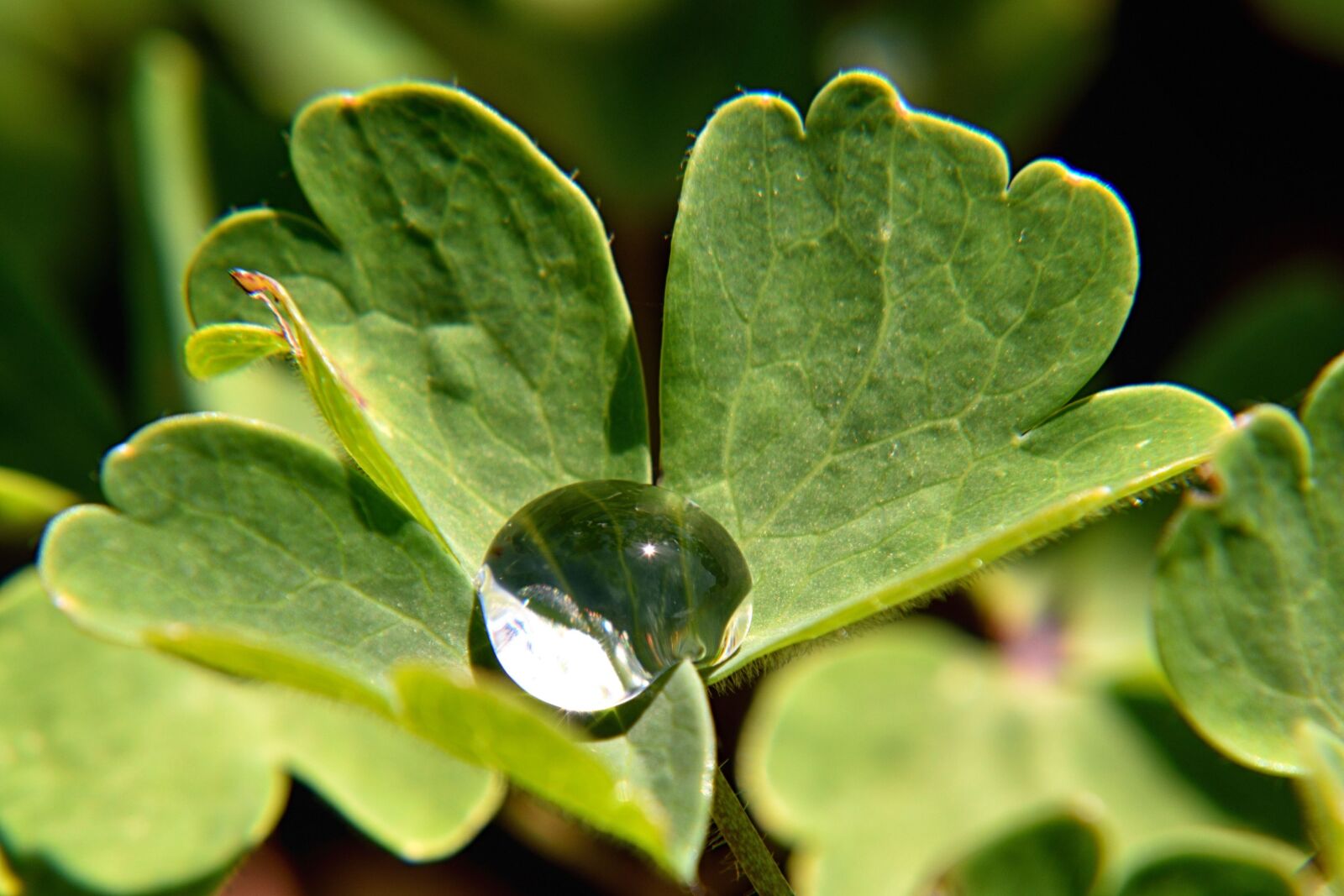 Nikon D5500 sample photo. Drop of water, leaf photography