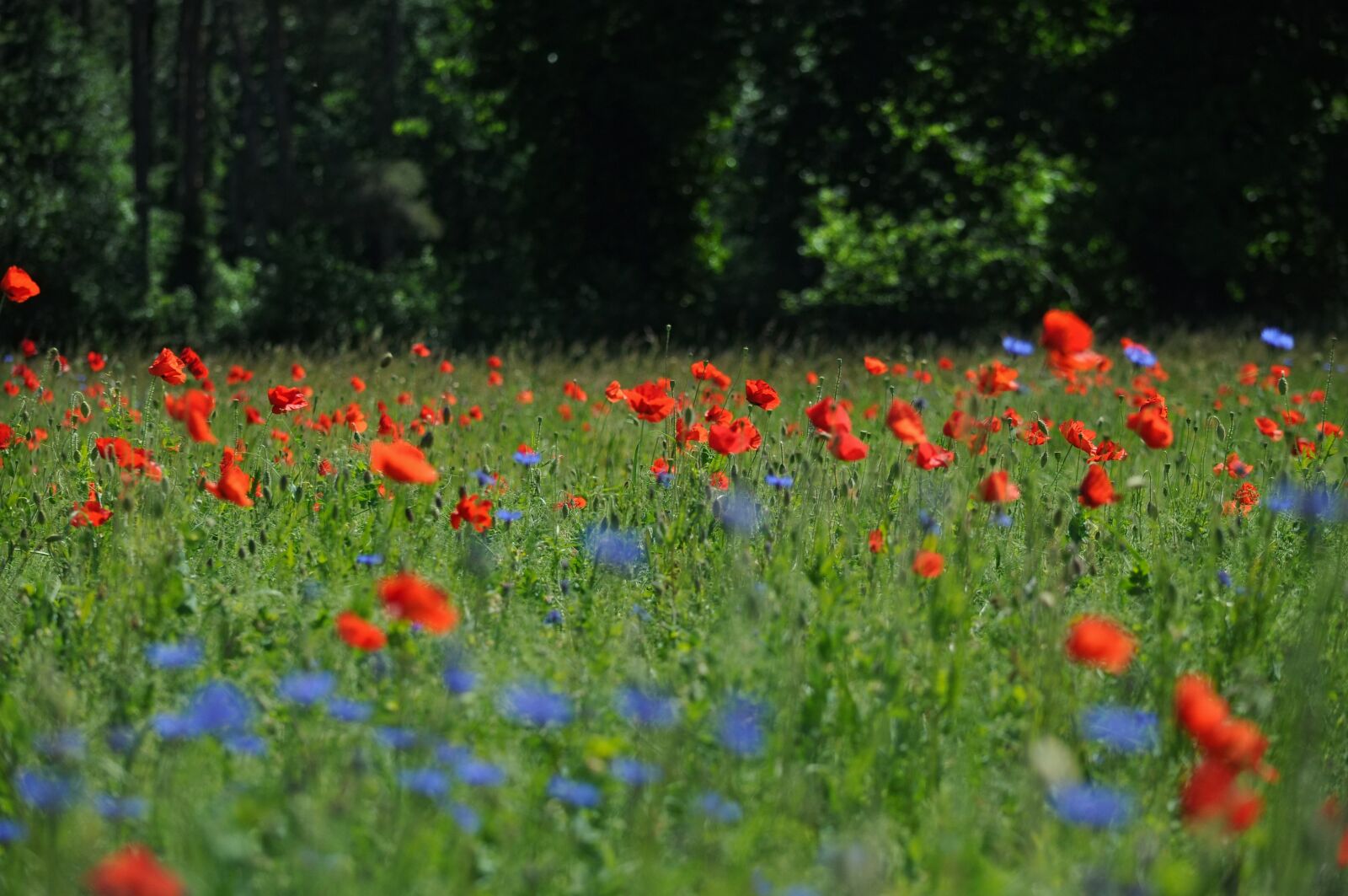 Nikon D90 sample photo. Klatschmohn, papaver rhoeas, poppy photography