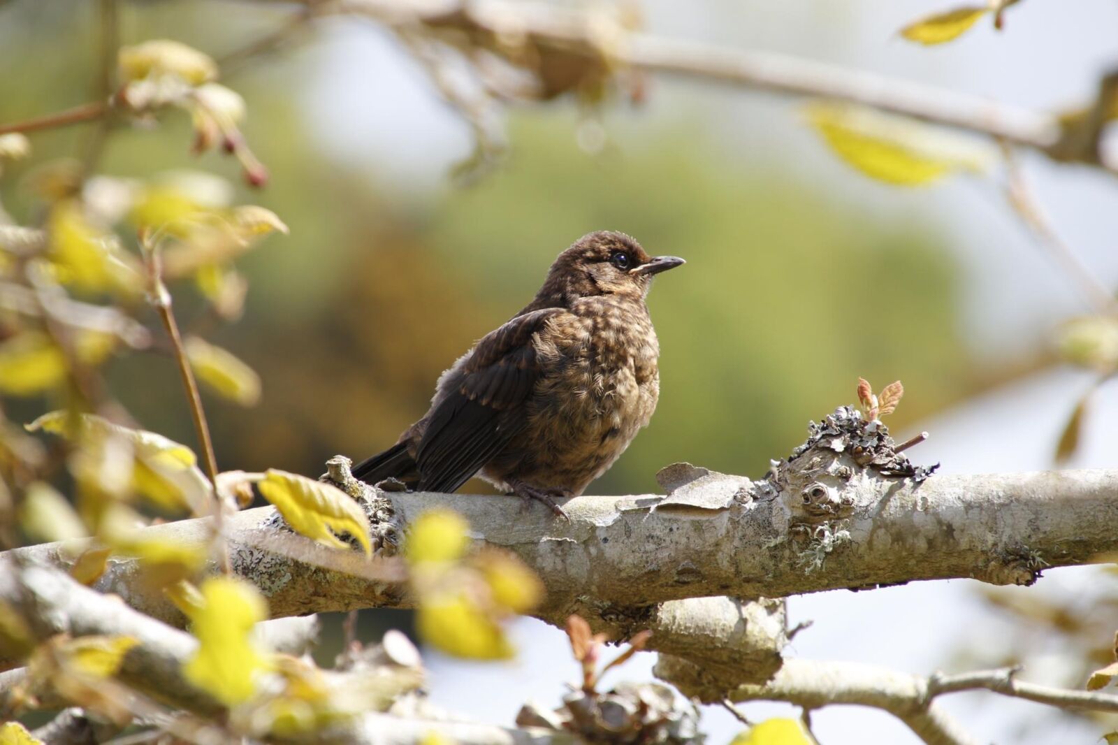 Canon EOS 550D (EOS Rebel T2i / EOS Kiss X4) sample photo. Bird, brown, tree photography
