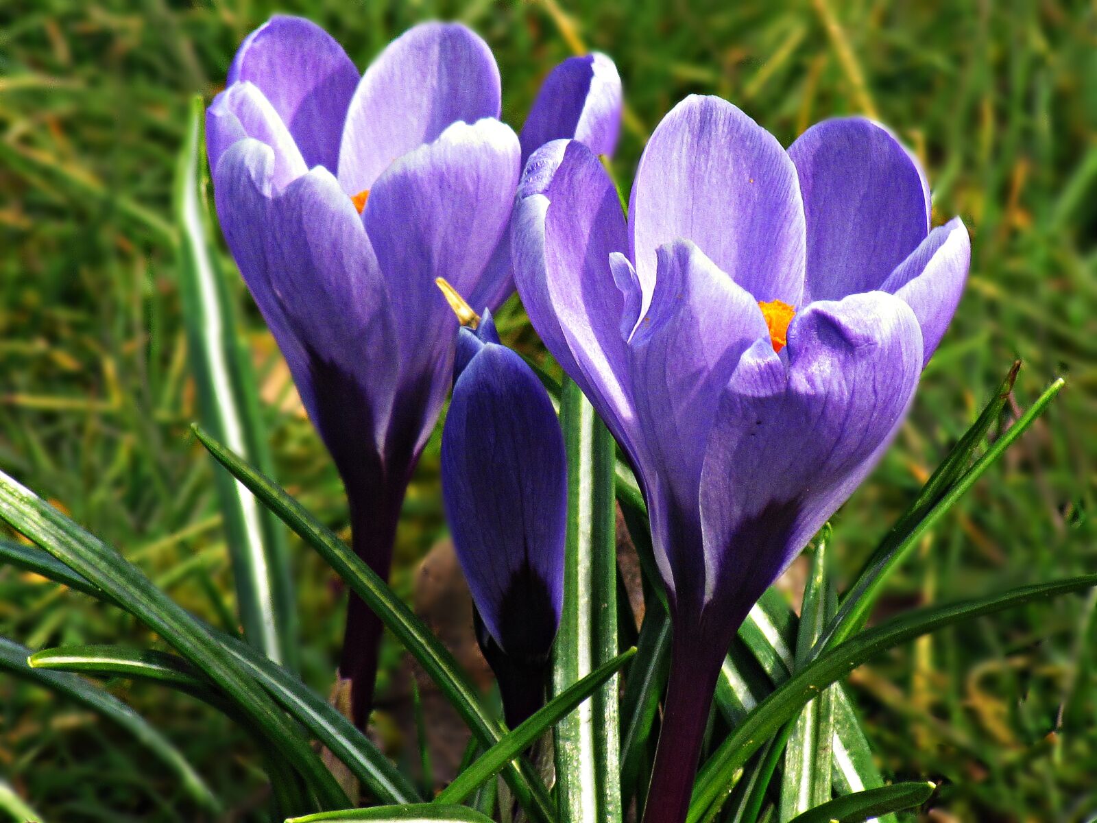 Canon PowerShot SX30 IS sample photo. Krokus, flowers, yellow photography