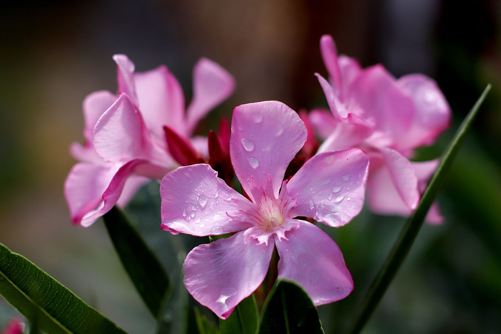 Canon EF 50mm F1.4 USM sample photo. Oleander, flowers, ornamental shrub photography