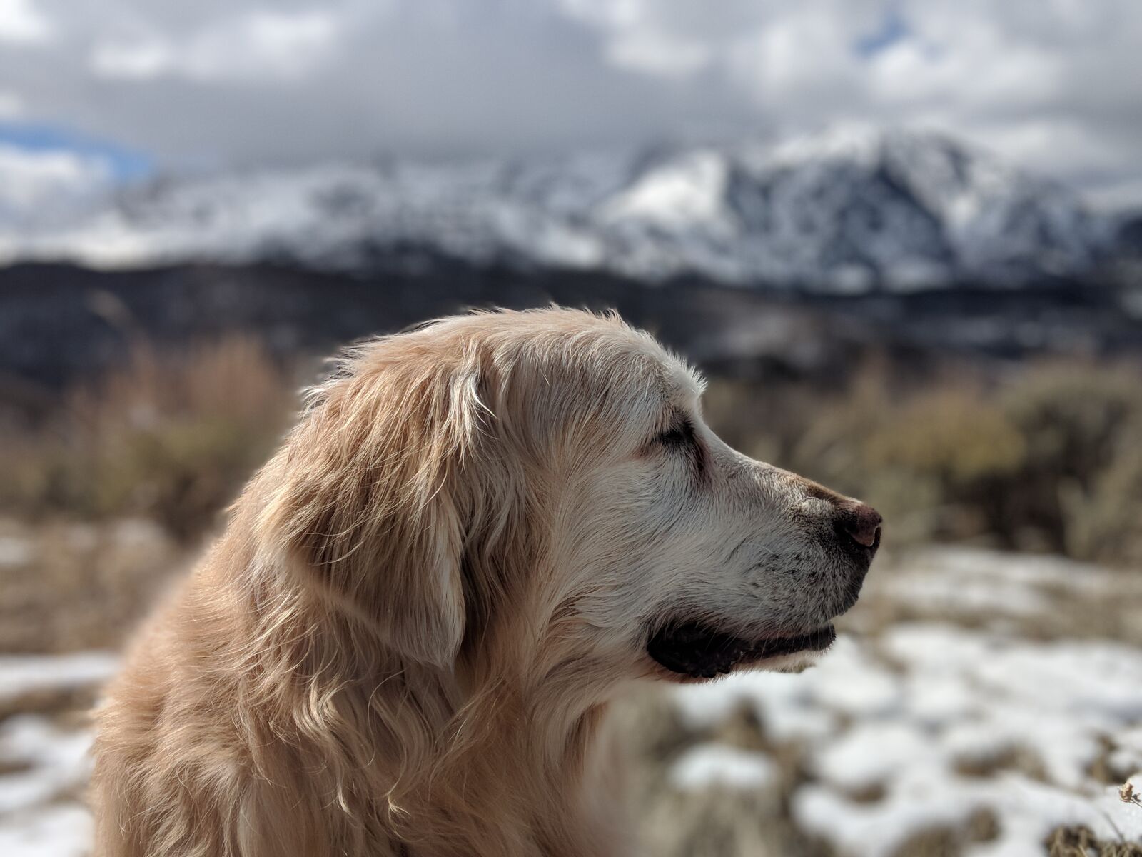 Google Pixel 2 XL sample photo. Golden retriever, dog, old photography