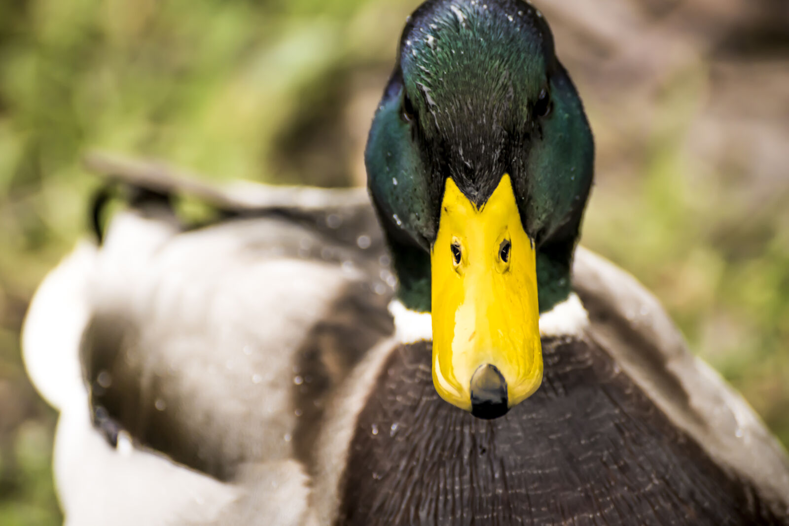 Sony DT 55-300mm F4.5-5.6 SAM sample photo. Duck, animal, animal, photography photography
