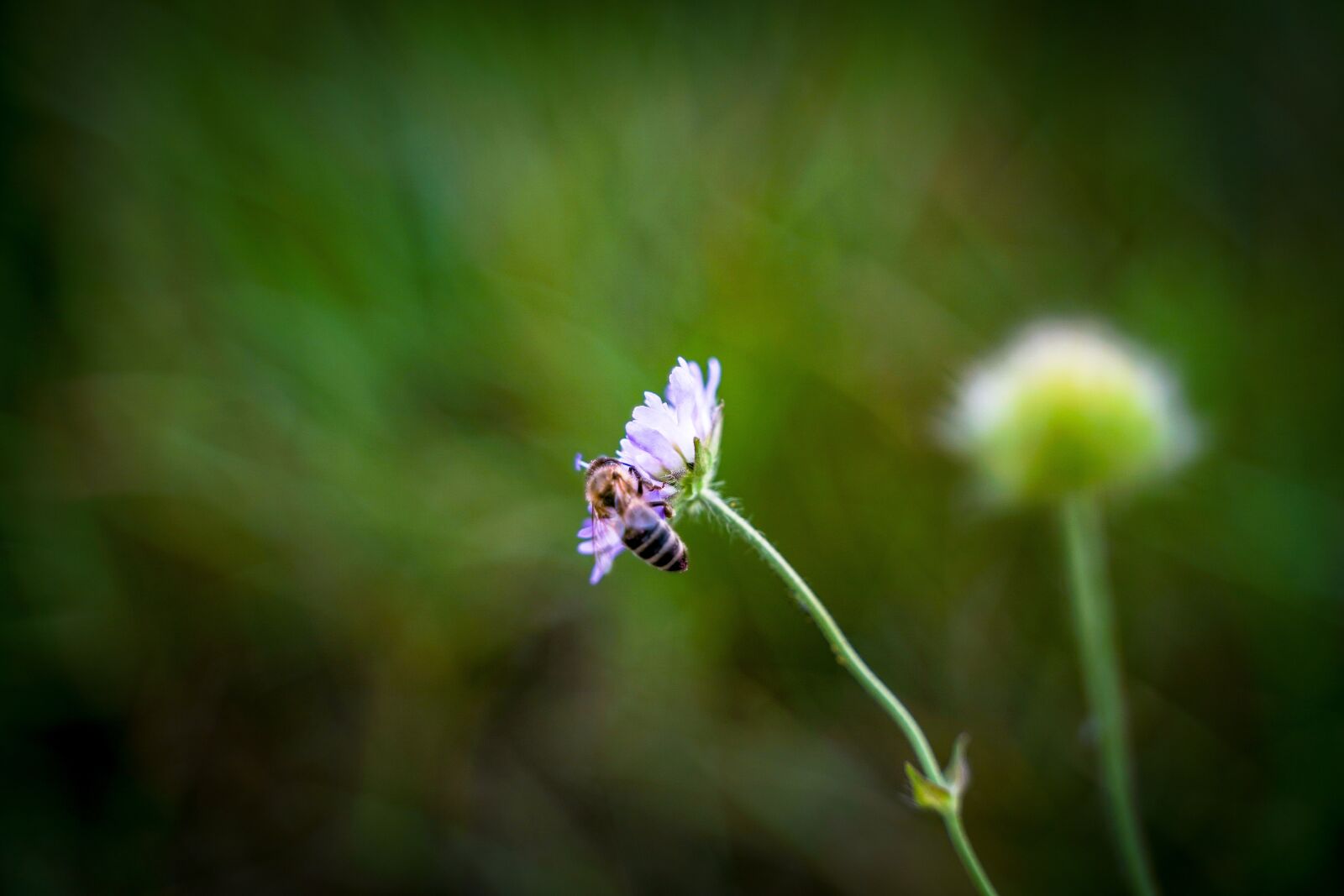 Sony a7 III + Tamron 28-75mm F2.8 Di III RXD sample photo. Grass, blade of grass photography