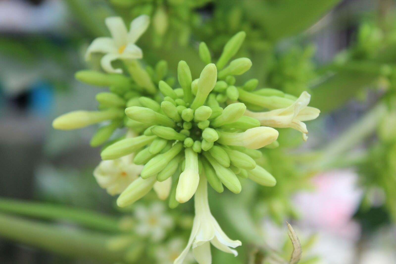 Canon EOS 600D (Rebel EOS T3i / EOS Kiss X5) sample photo. Flower, green, white photography