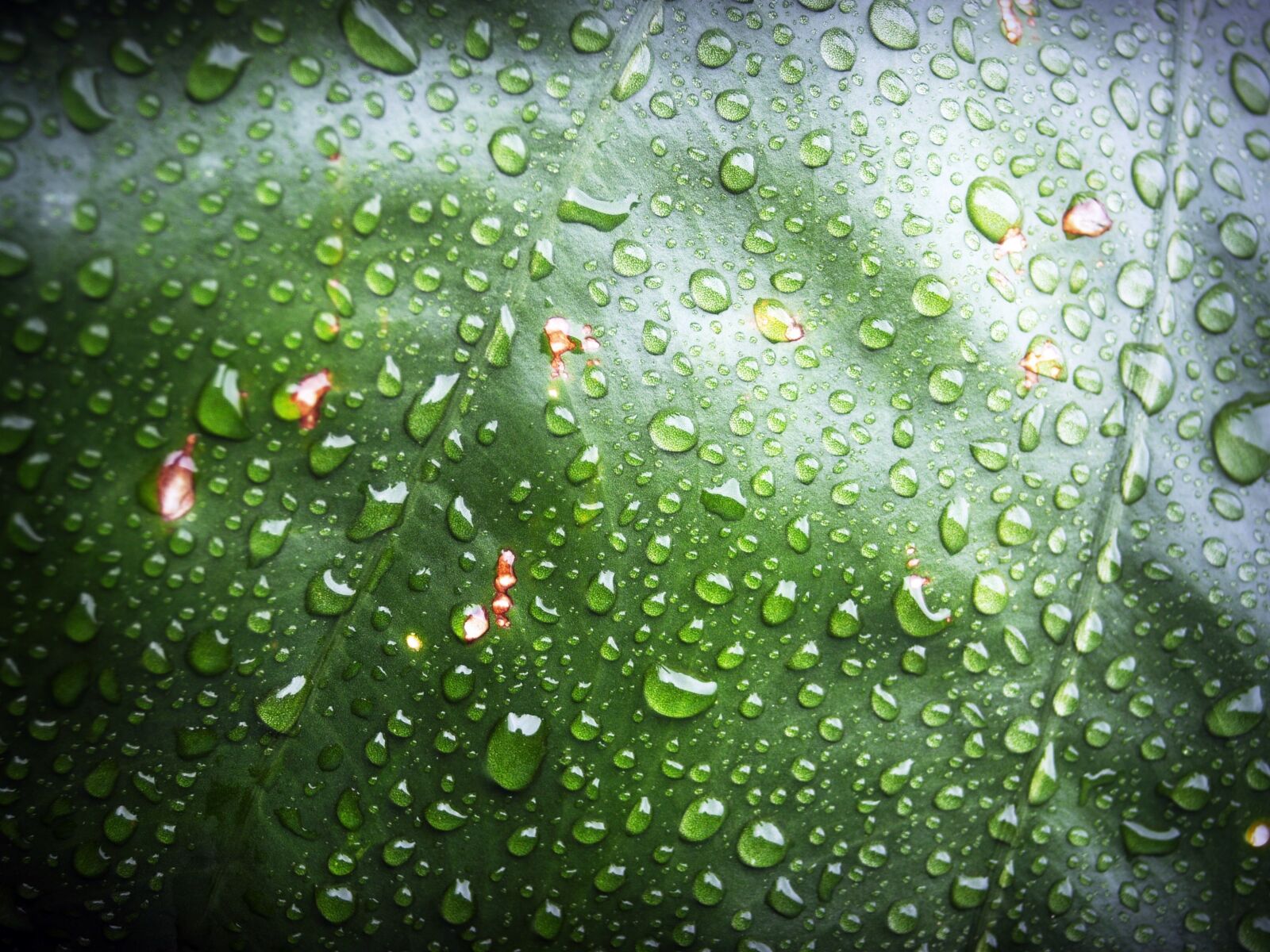 Olympus E-300 (EVOLT E-300) sample photo. Leaf, water, green photography