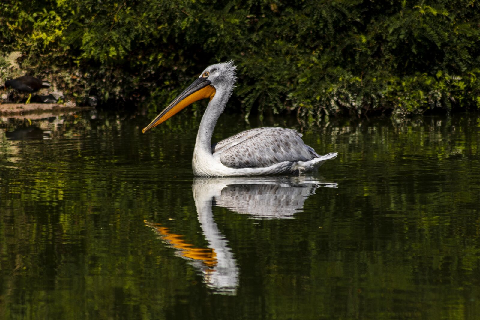 Canon EOS 77D (EOS 9000D / EOS 770D) sample photo. Pelican, bird, zoo photography