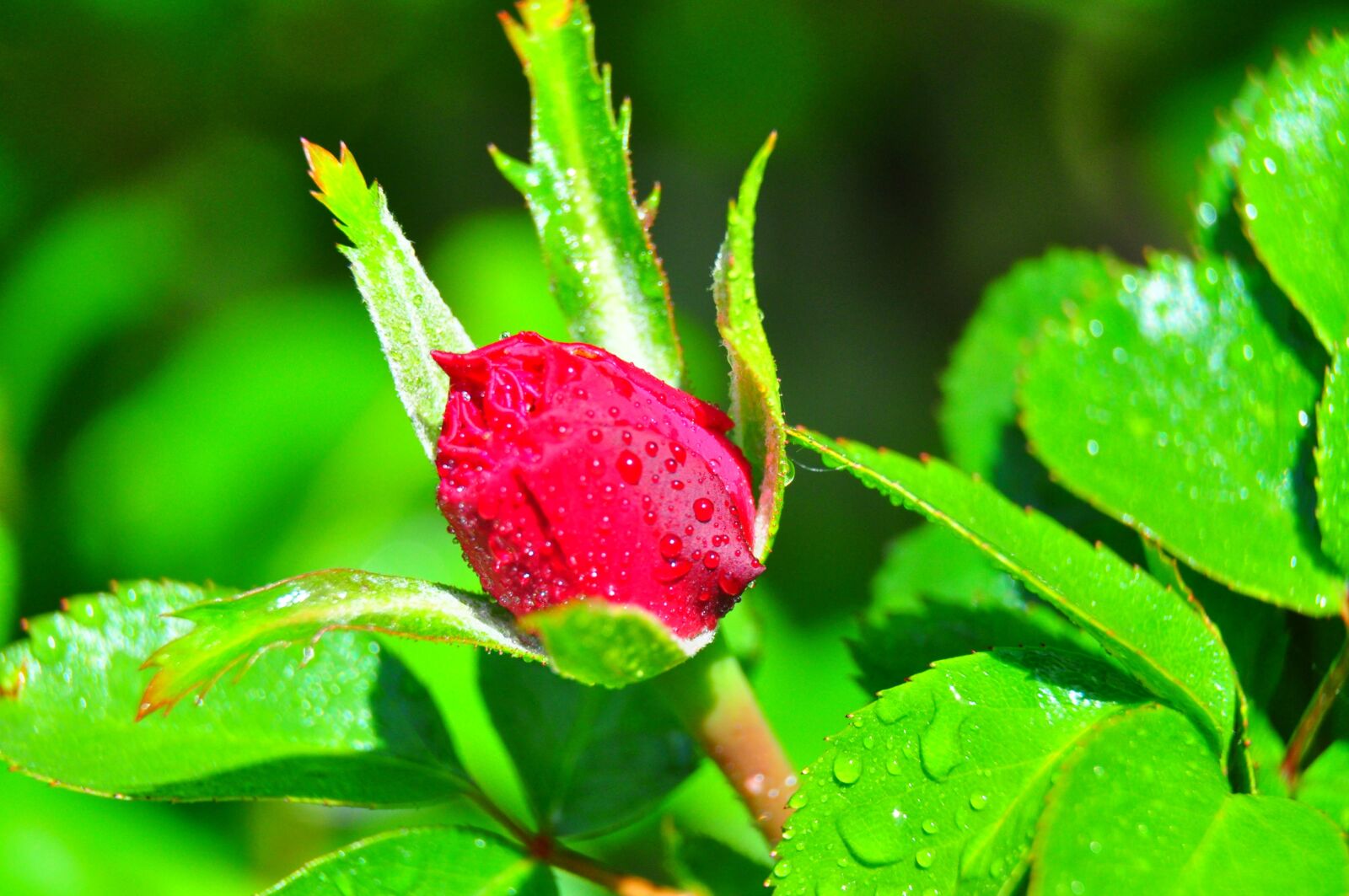 Nikon D5000 sample photo. Rose, red, flower photography