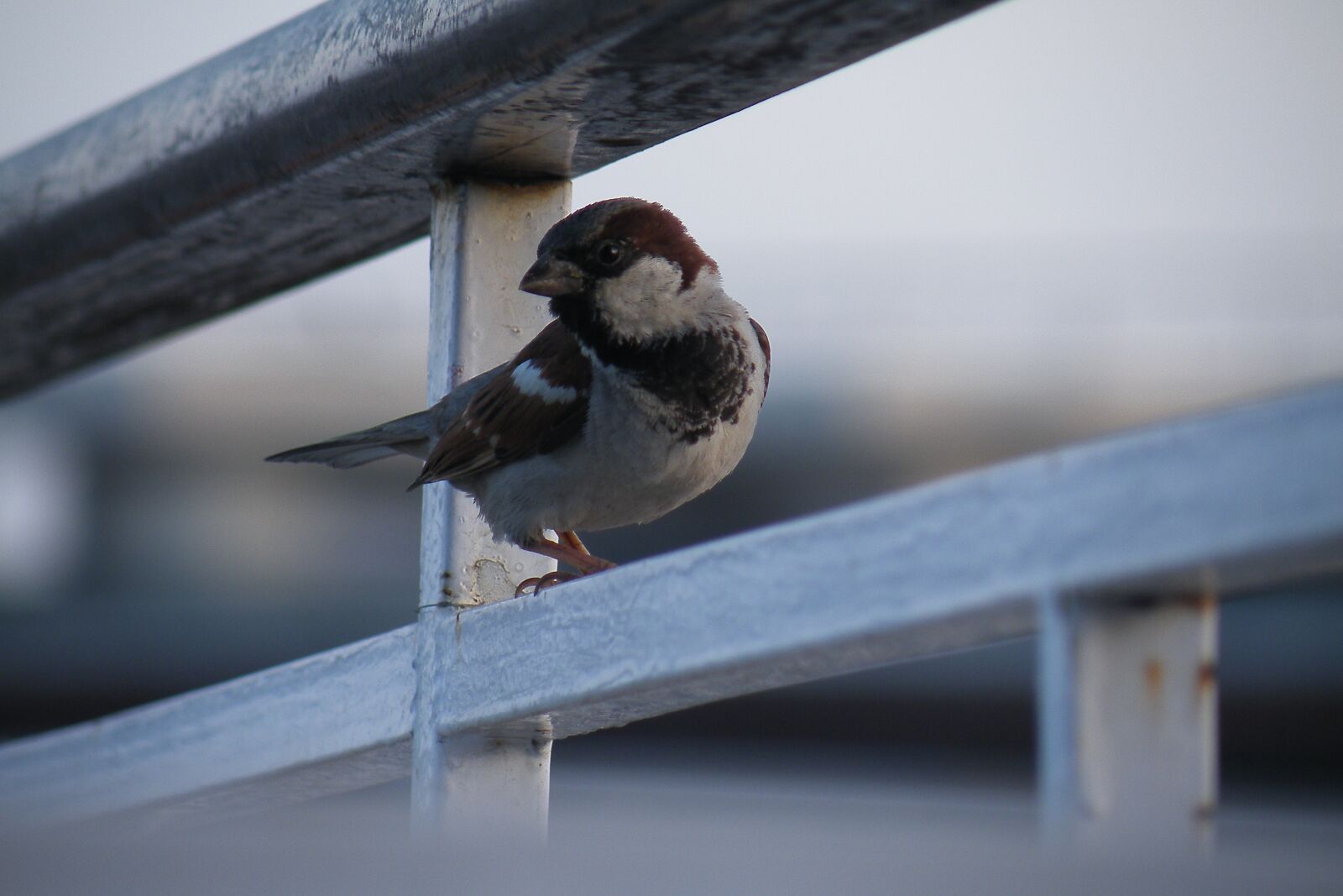 Fujifilm FinePix S8100fd sample photo. Sparrow, bird, feathers photography