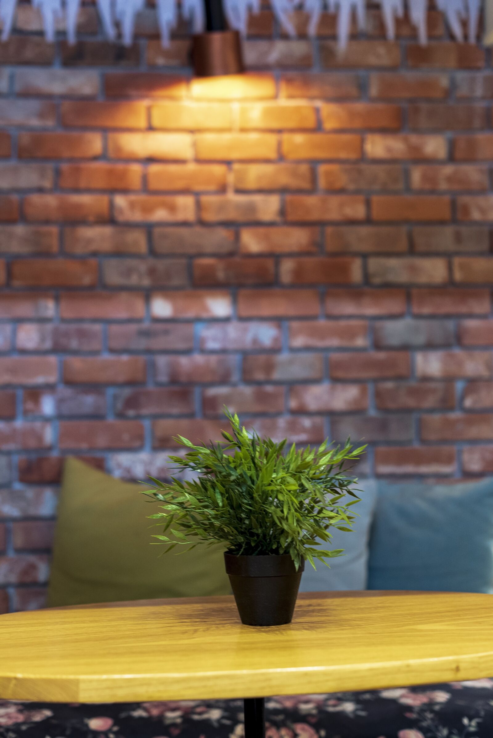 Nikon D750 sample photo. Flower pot, light, plant photography