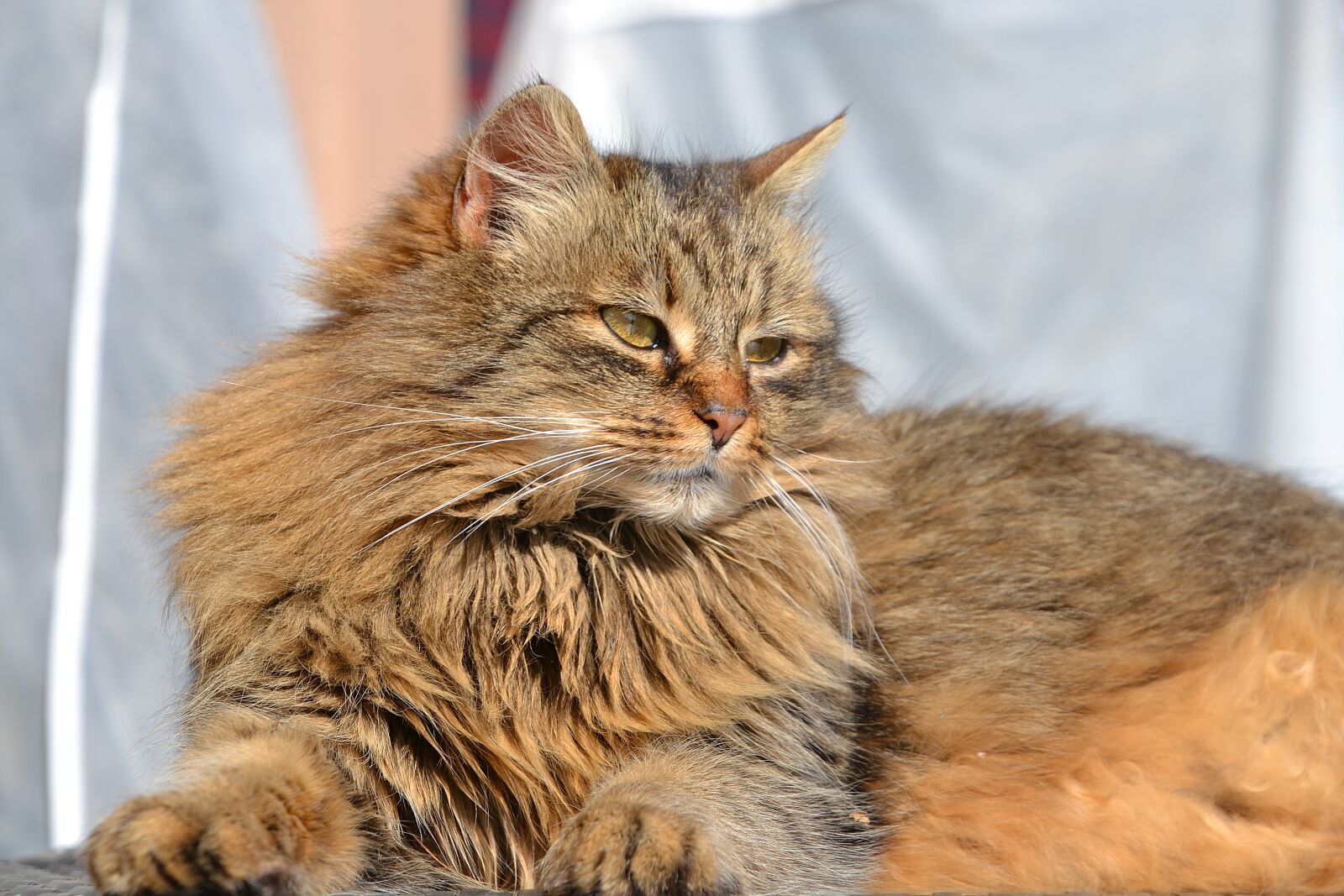 Nikon D3100 sample photo. Cat, mackerel, grey photography