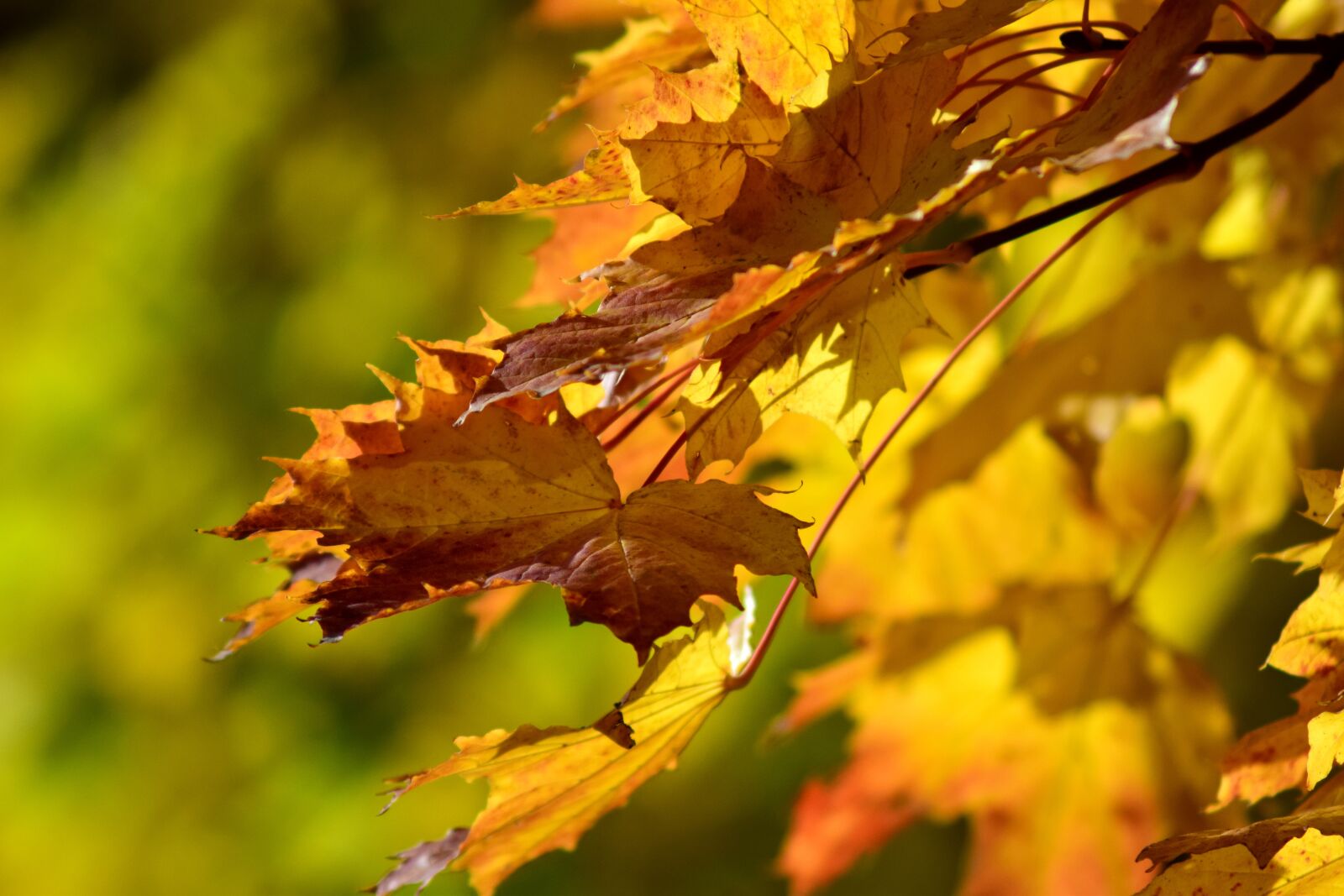 Nikon D3300 sample photo. Leaves, autumn, fall foliage photography