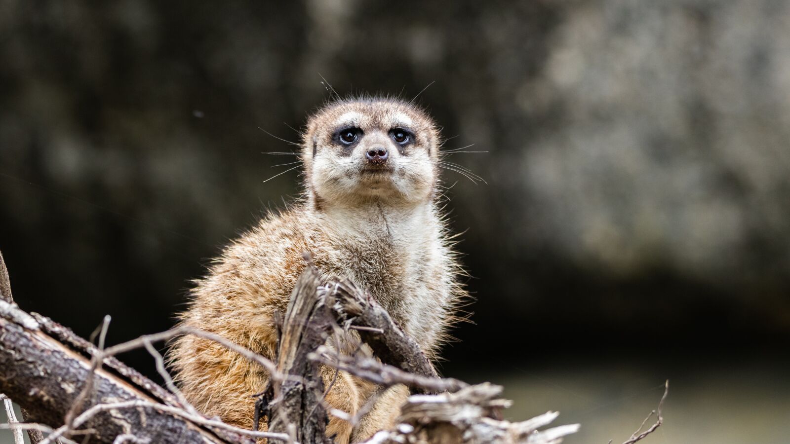 Canon EOS 80D sample photo. Meerkat, animal, zoo photography