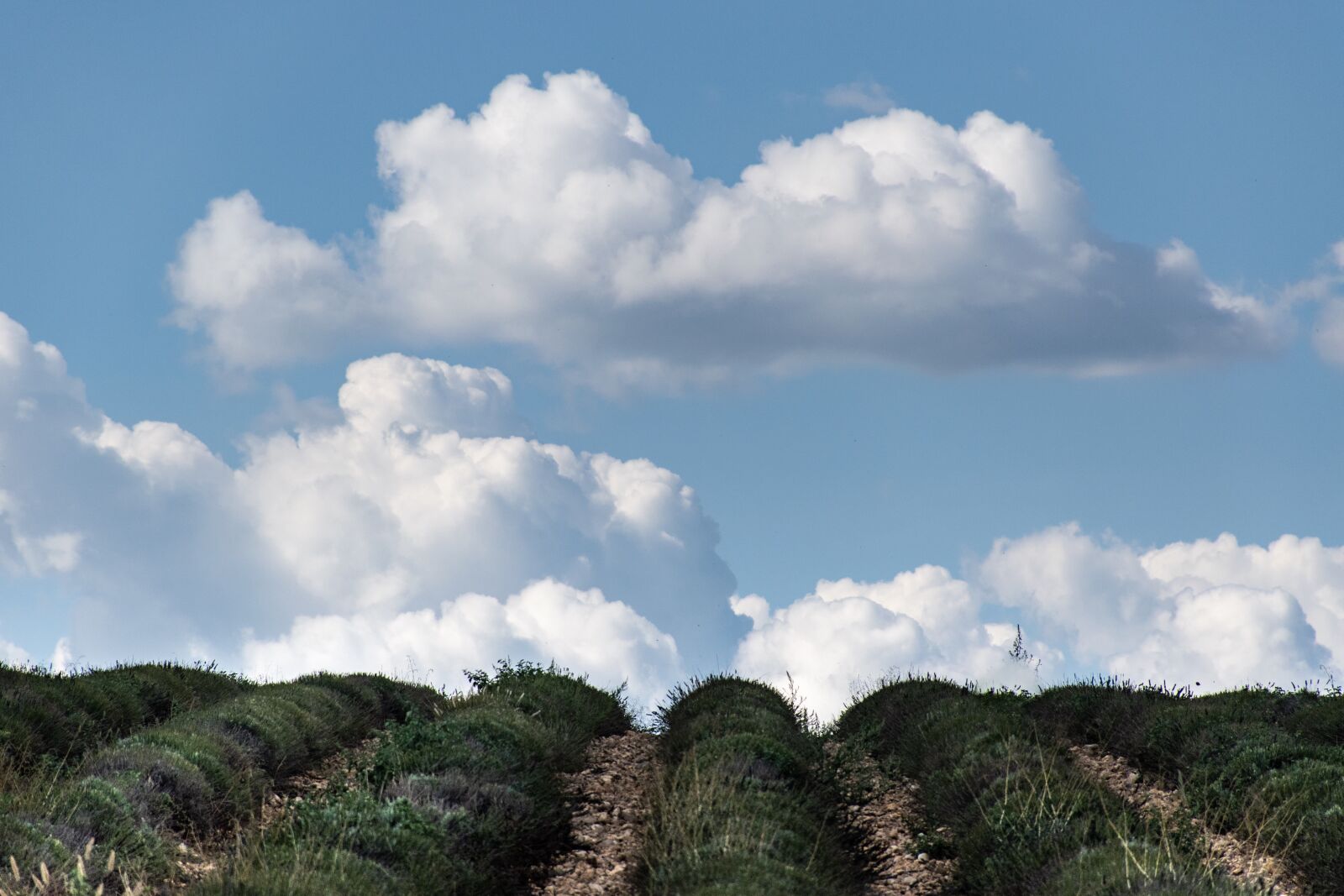 Nikon D5600 sample photo. Uphill, lavender, clouds photography