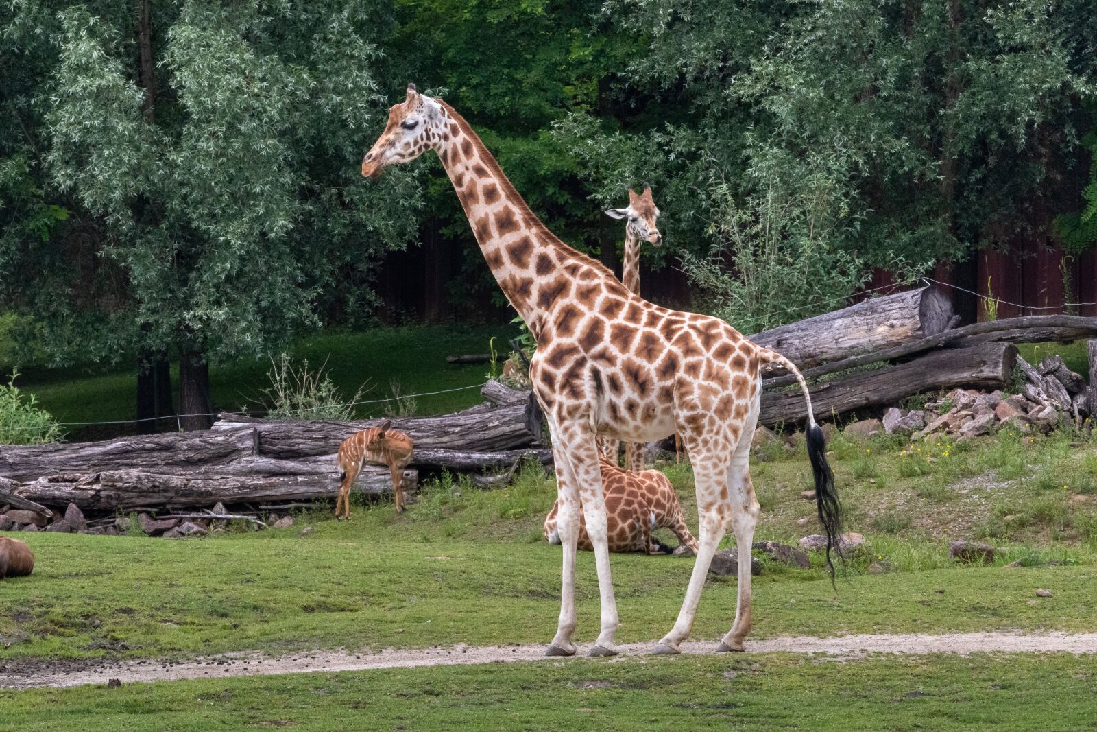 Жираф в зоопарке сколько лет