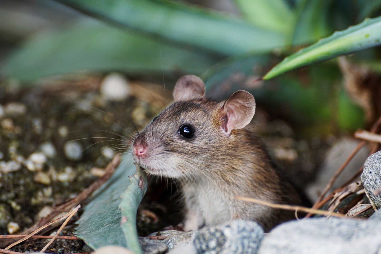 Sony DT 55-300mm F4.5-5.6 SAM sample photo. Mouse, nager, animal photography