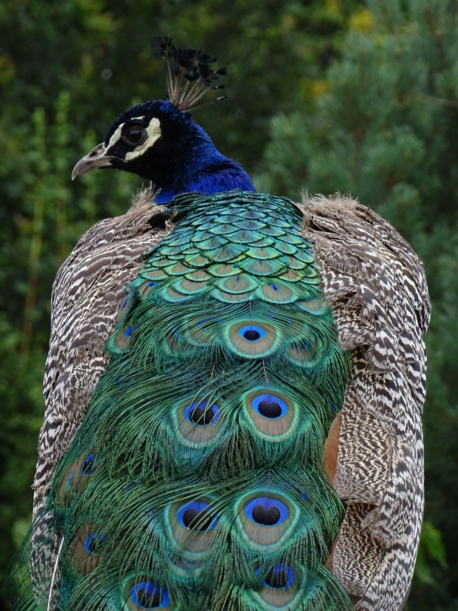 Sony Cyber-shot DSC-HX400V sample photo. Peacock, bird, peacock feathers photography