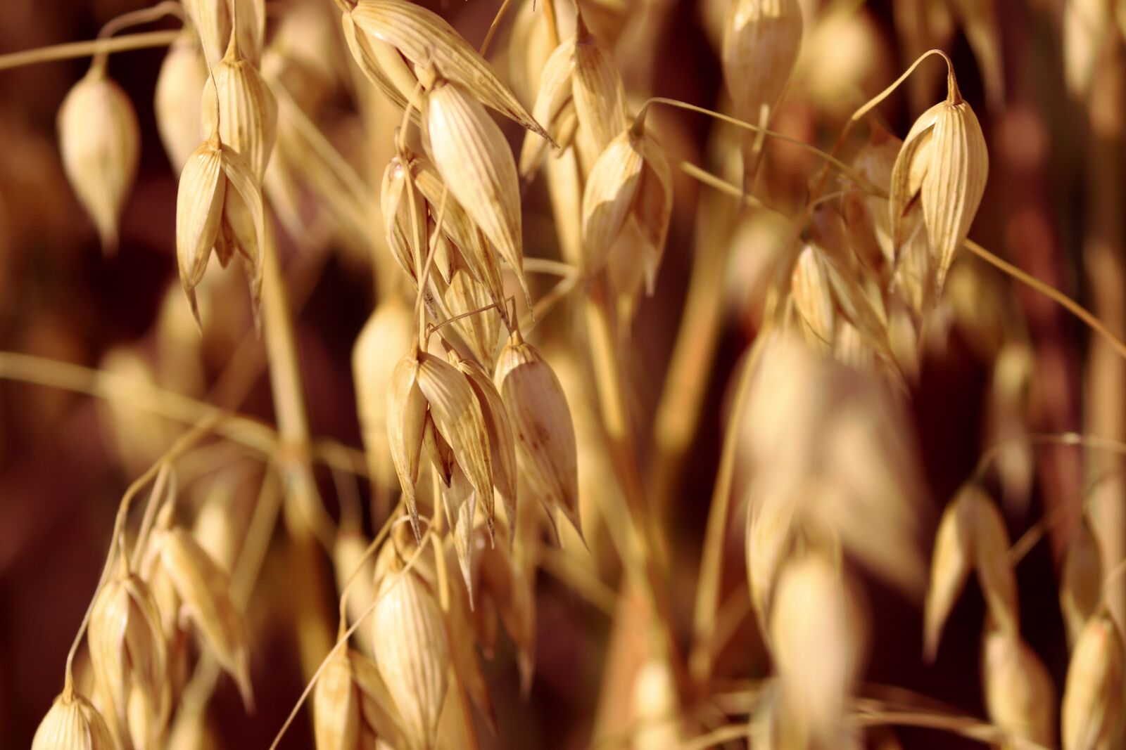 Canon EOS 200D (EOS Rebel SL2 / EOS Kiss X9) sample photo. Oats, grains, cereals photography