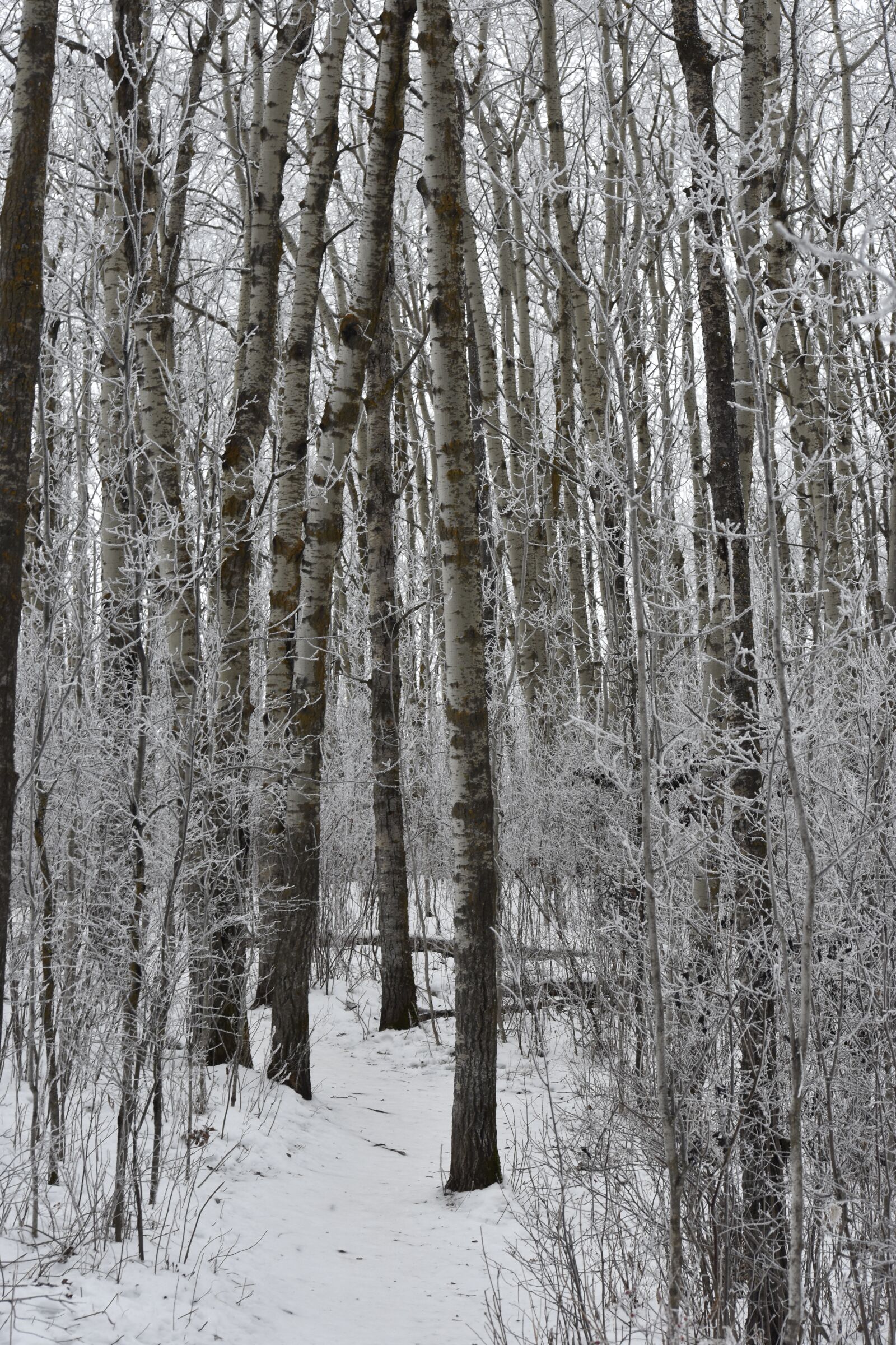 Nikon D3400 sample photo. Winter, path, woods photography