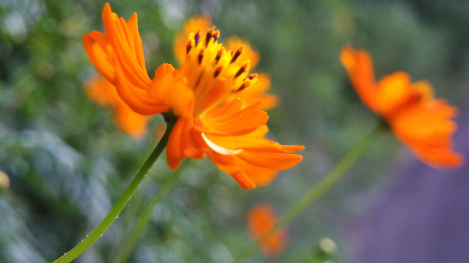 Pentax Q10 sample photo. Flower photography