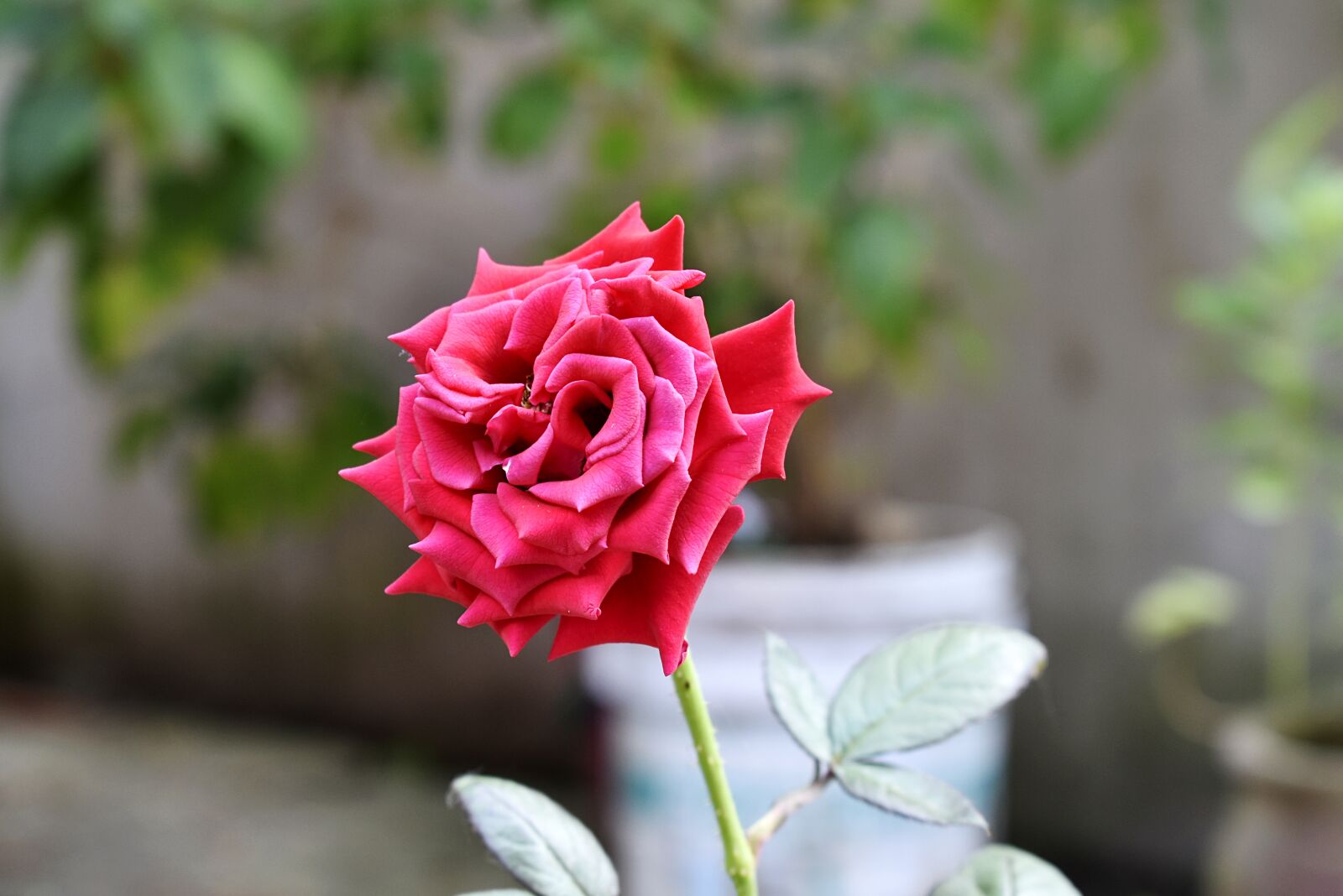 Nikon D3400 sample photo. Rosa, flower, nature photography