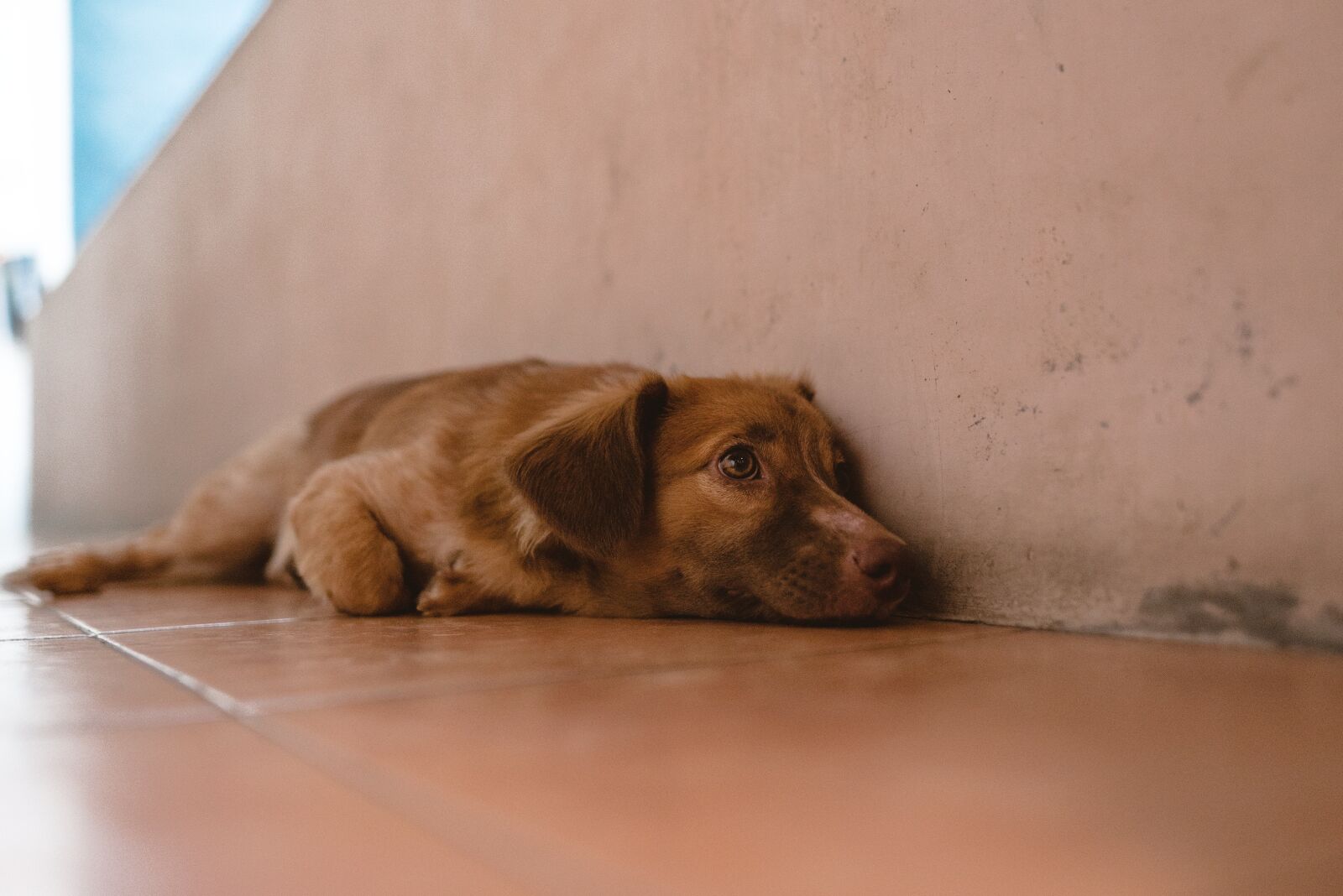 Sigma 24mm F1.4 DG HSM Art sample photo. Dog, brown, cute photography